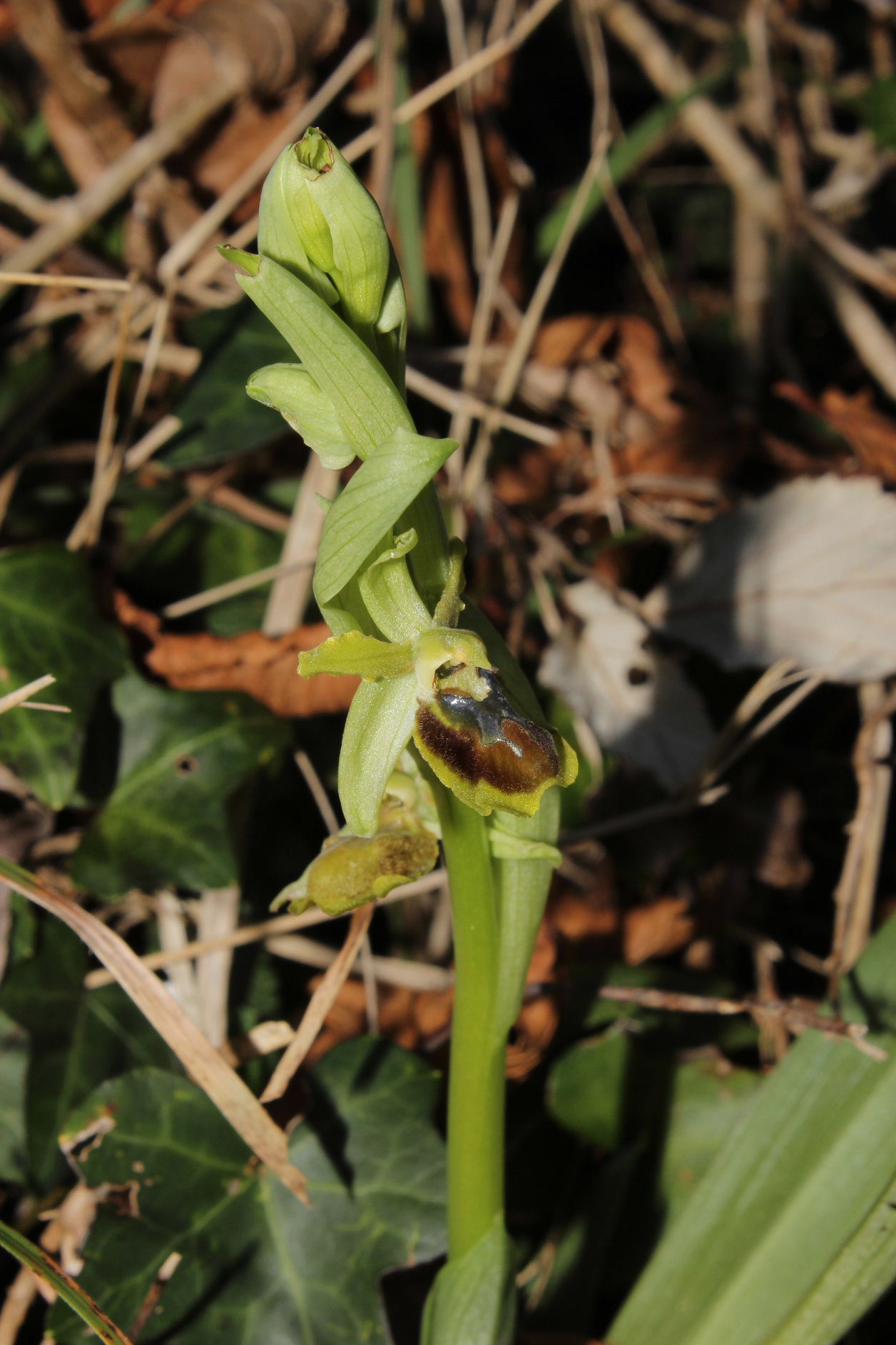 Ophrys Massiliensis a confronto