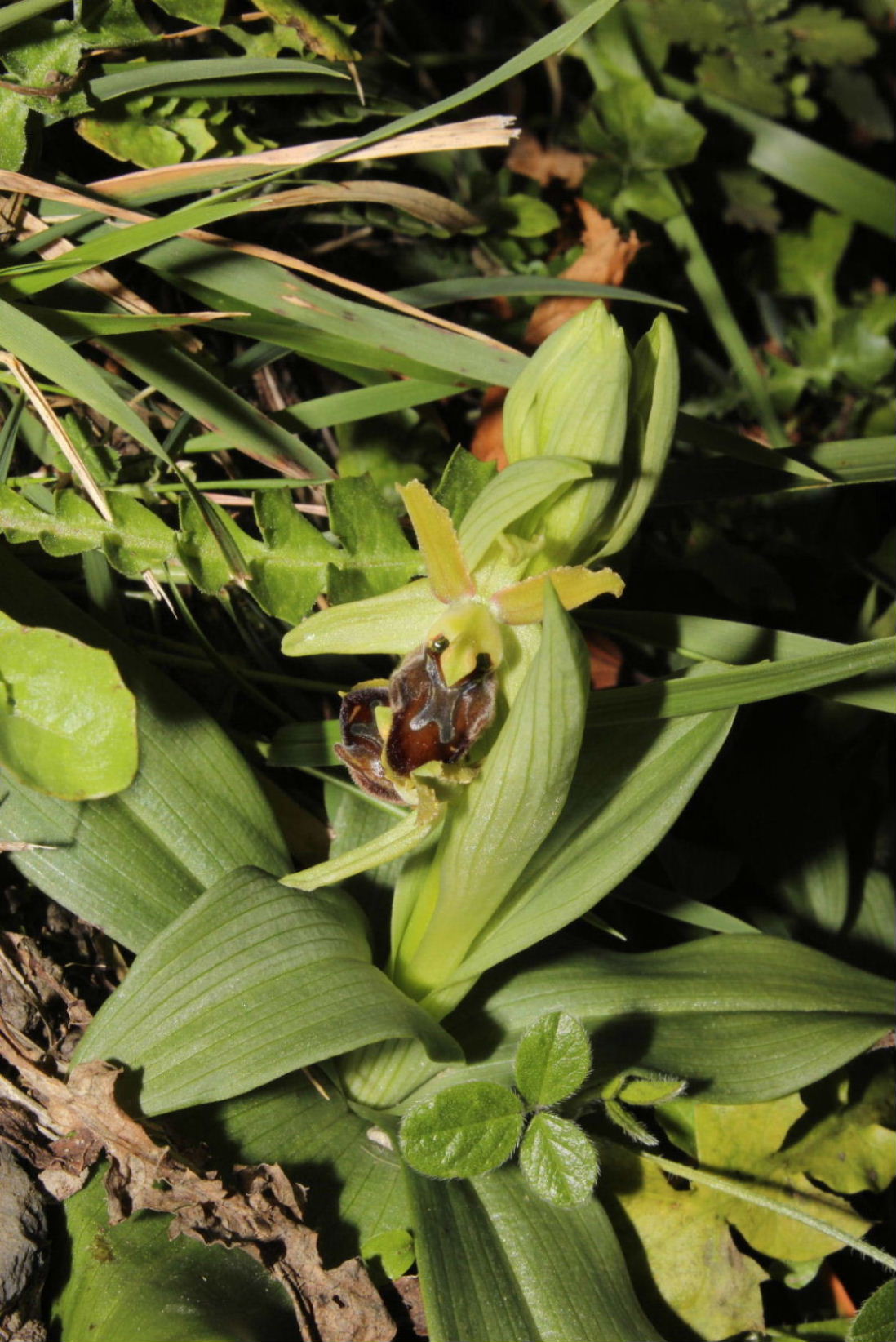 Ophrys Massiliensis a confronto