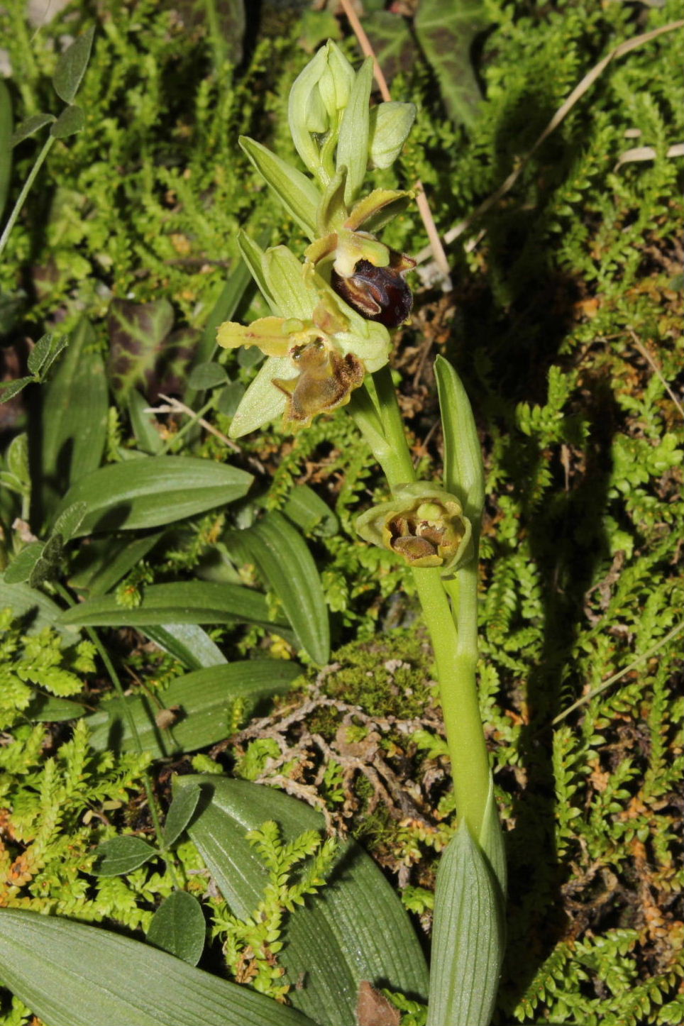 Ophrys Massiliensis a confronto