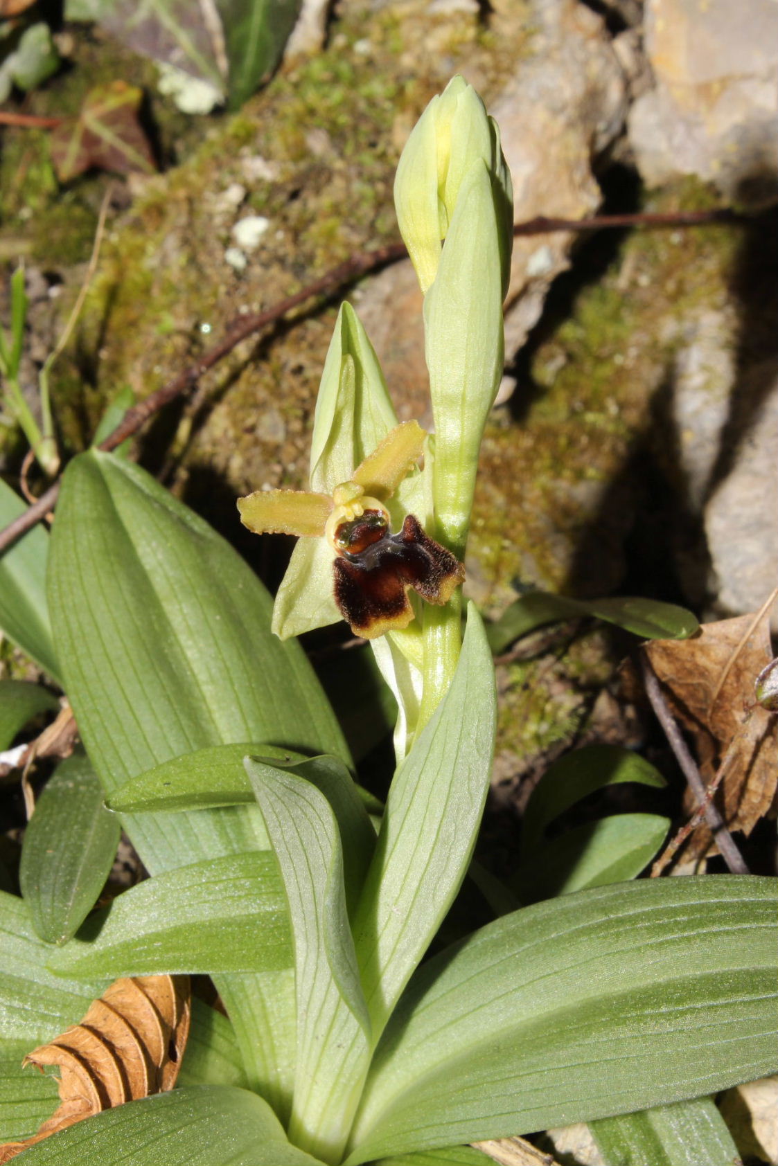 Ophrys Massiliensis a confronto