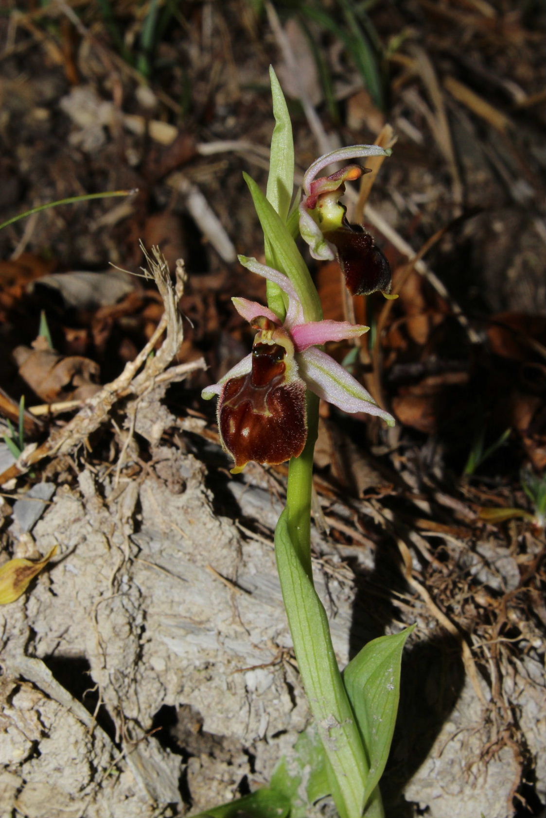 Ophrys exaltata ssp. montis-leonis