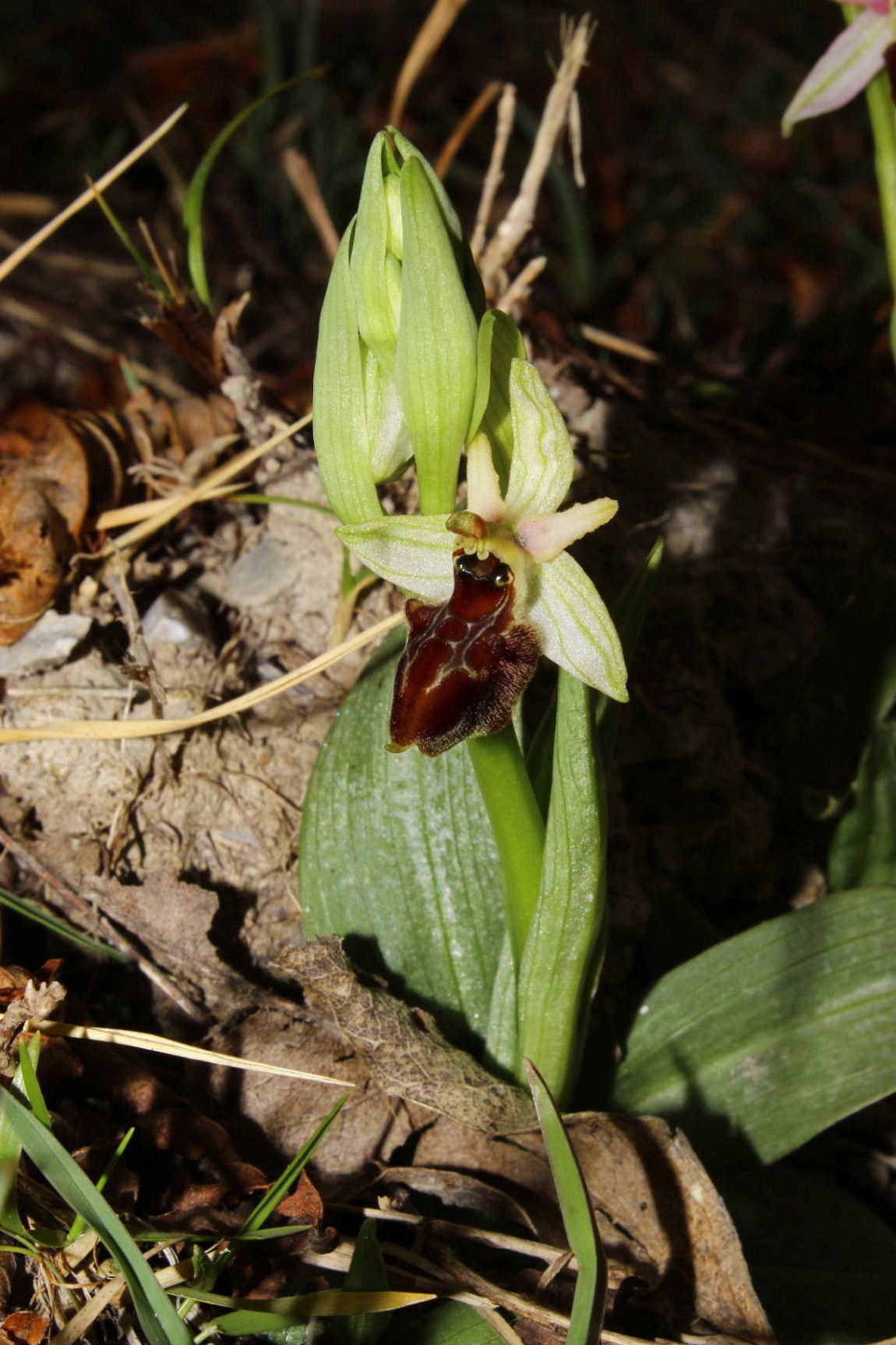 Ophrys exaltata ssp. montis-leonis