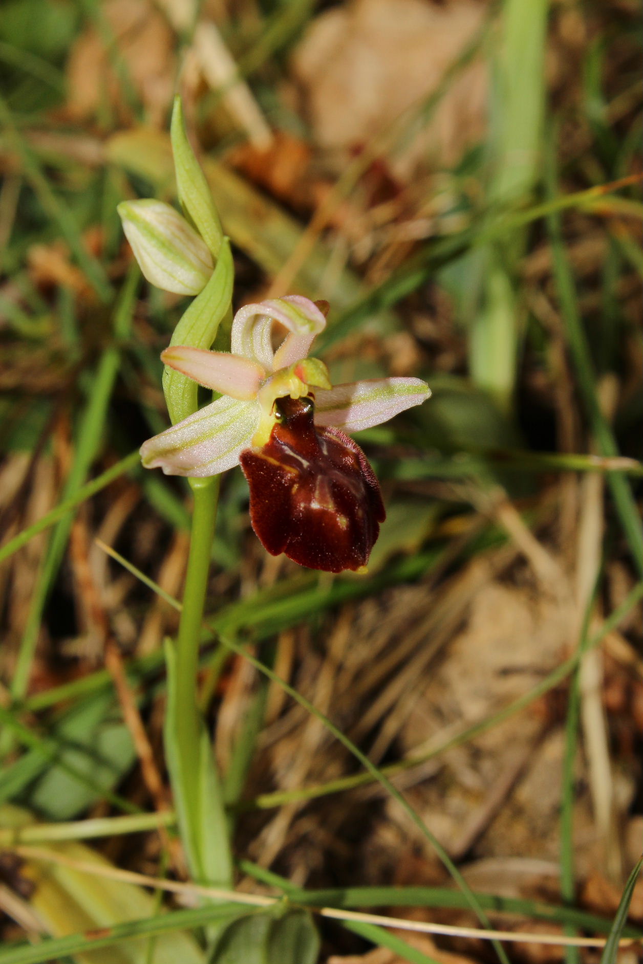 Ophrys exaltata ssp. montis-leonis