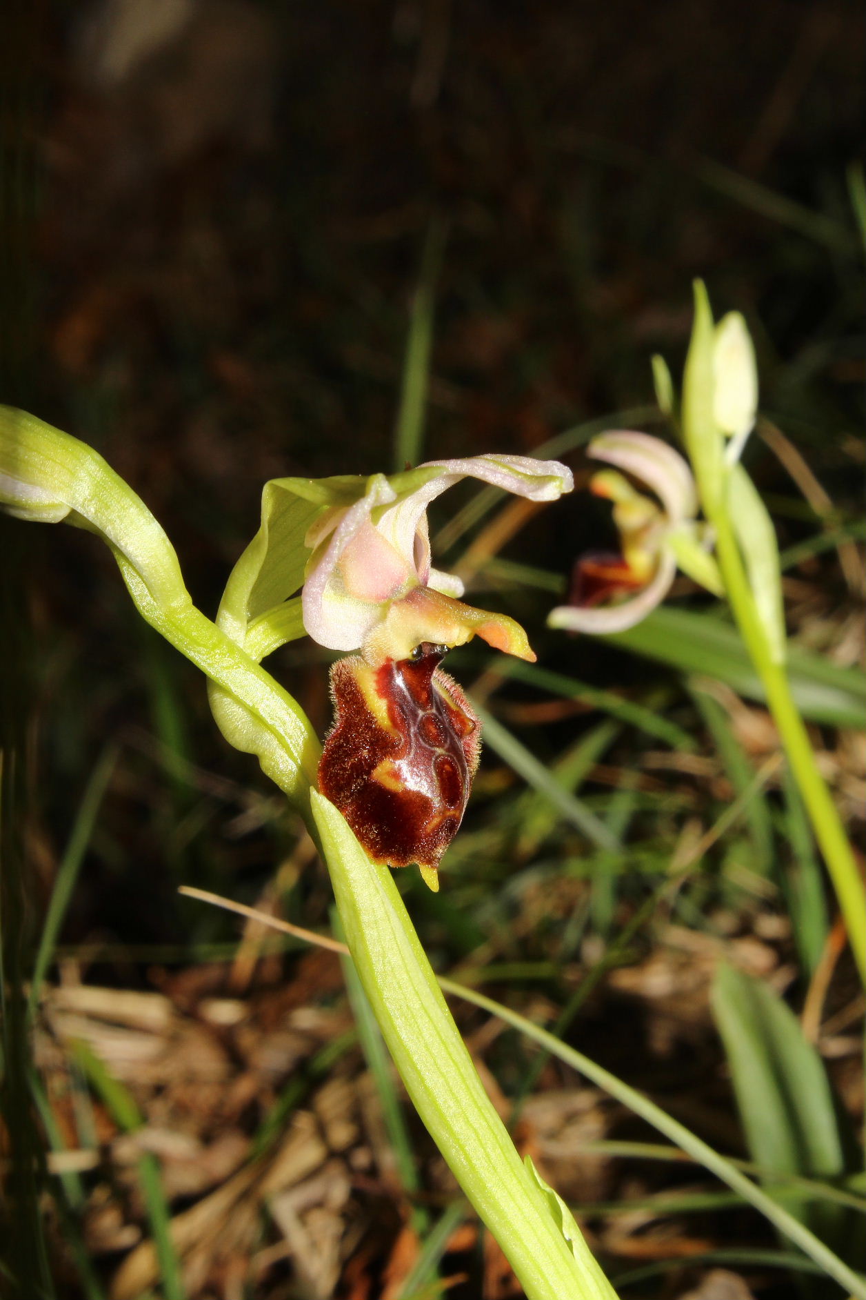 Ophrys exaltata ssp. montis-leonis