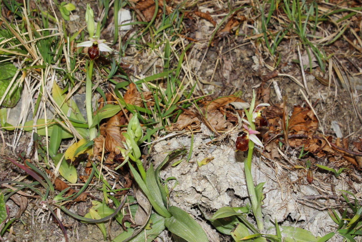 Ophrys exaltata ssp. montis-leonis