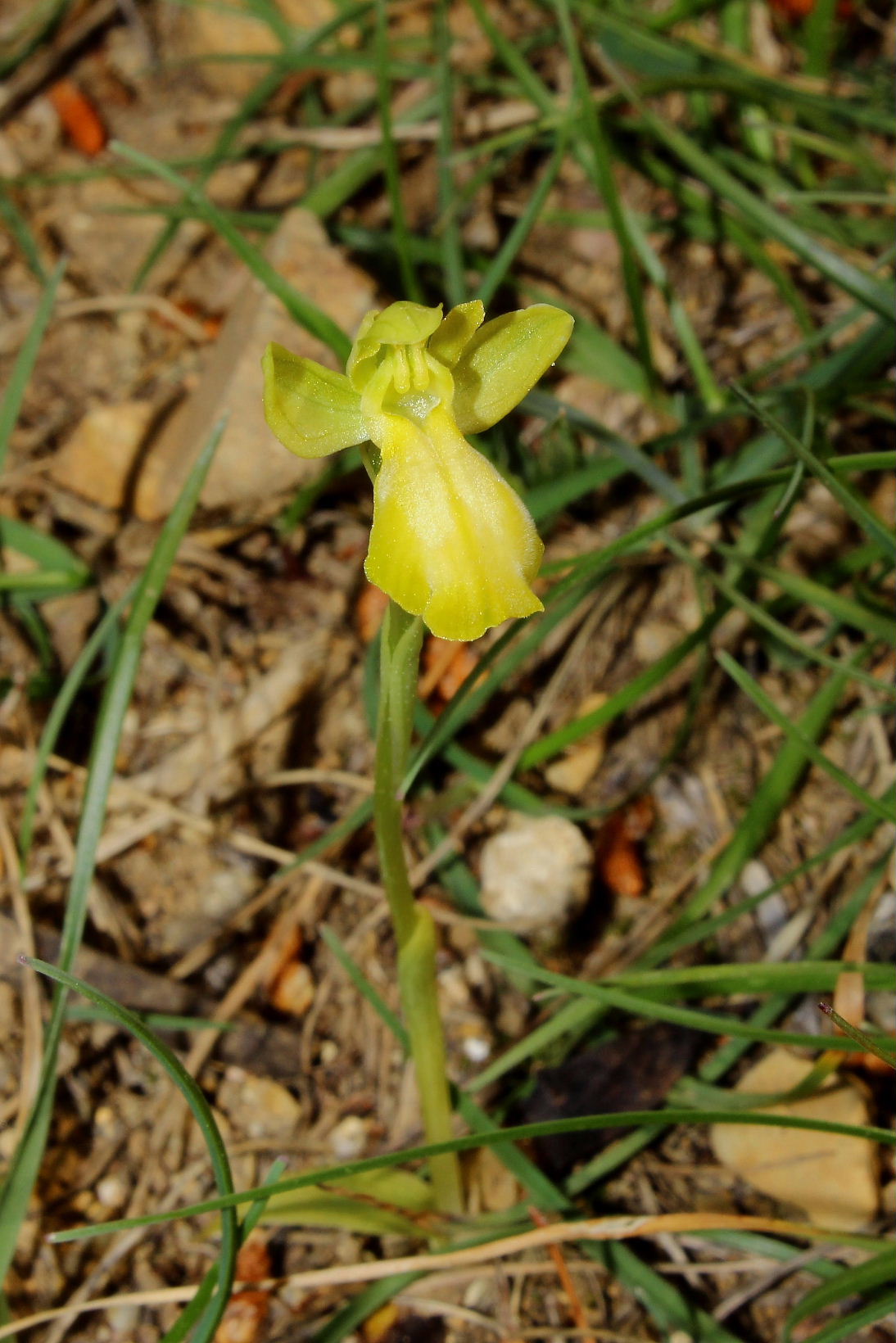 Ophrys delforgei apocromatica