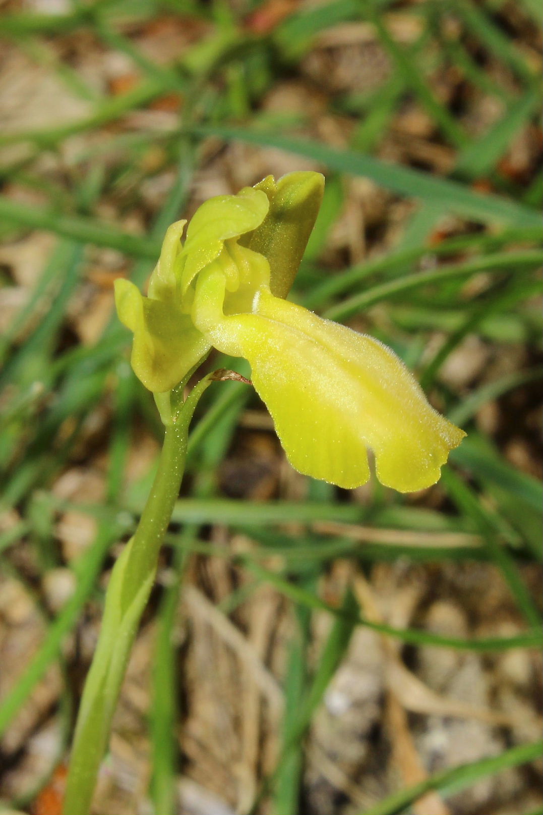 Ophrys delforgei apocromatica