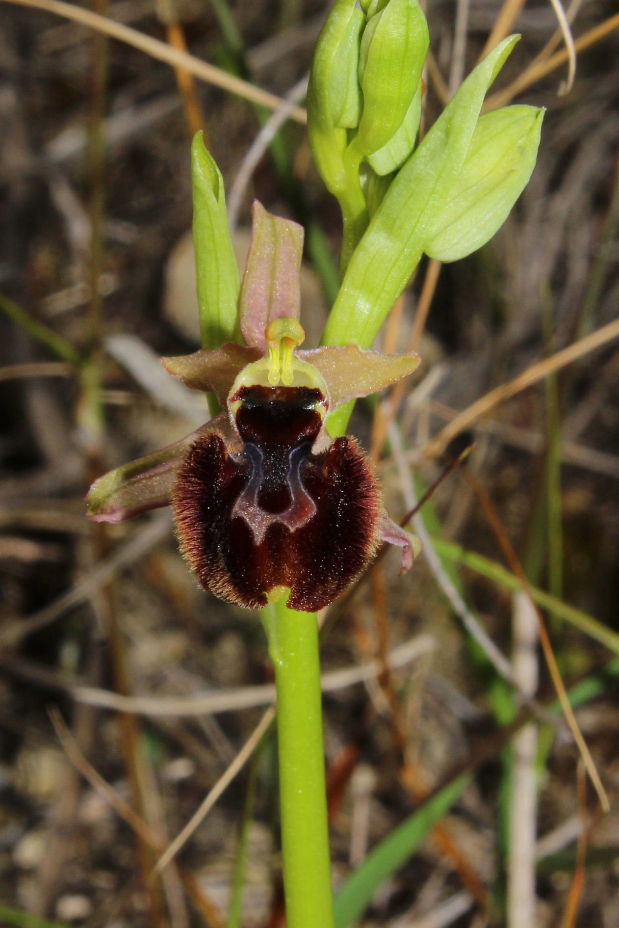 Ibrido O. incubacea x O. arachnitiformis