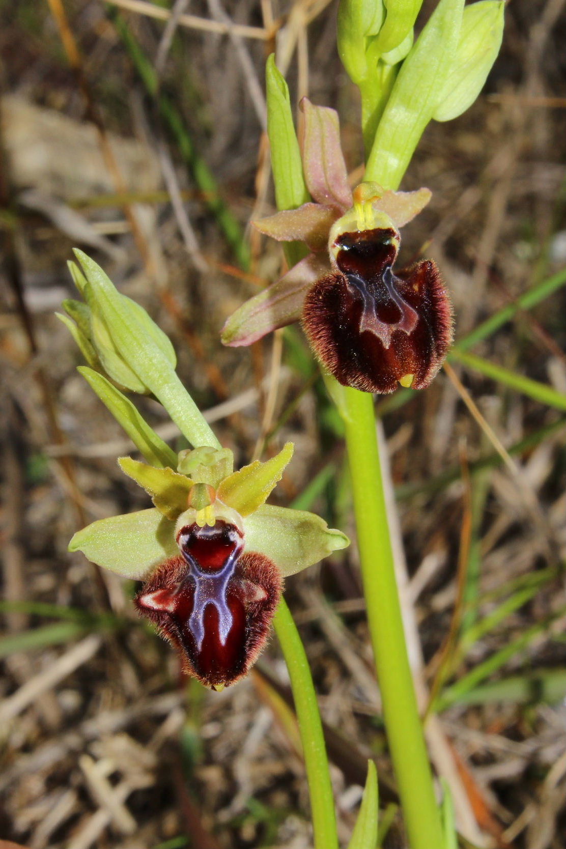 Ibrido O. incubacea x O. arachnitiformis