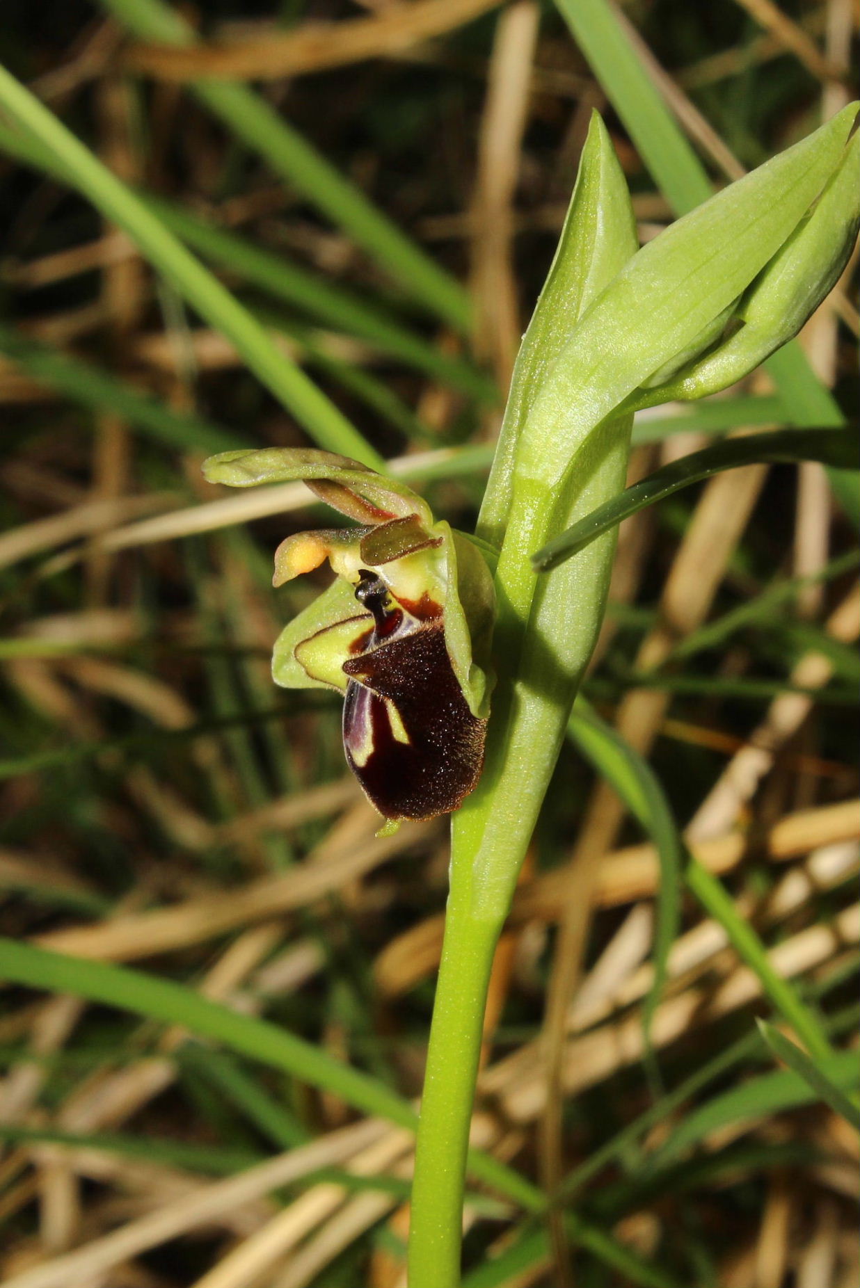 Ibrido O. incubacea x O. vetula