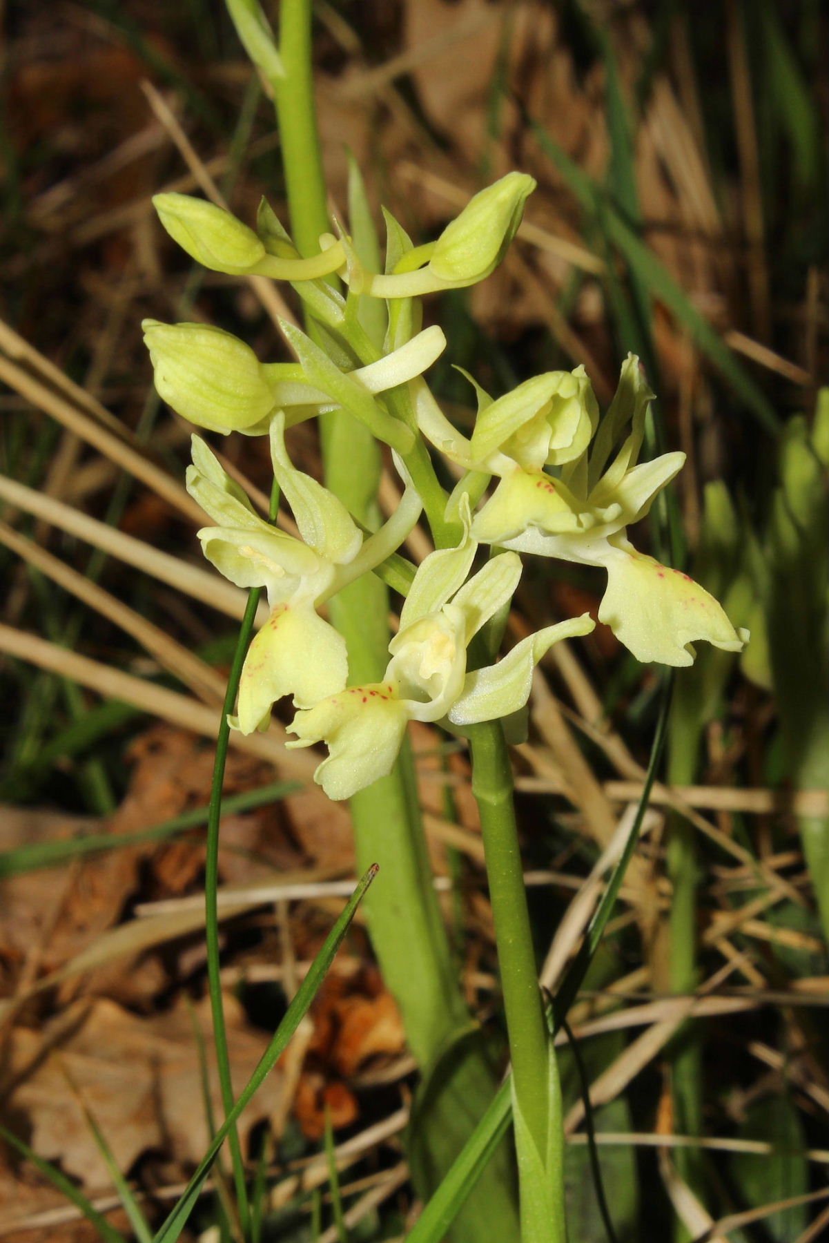 Orchis provincialis