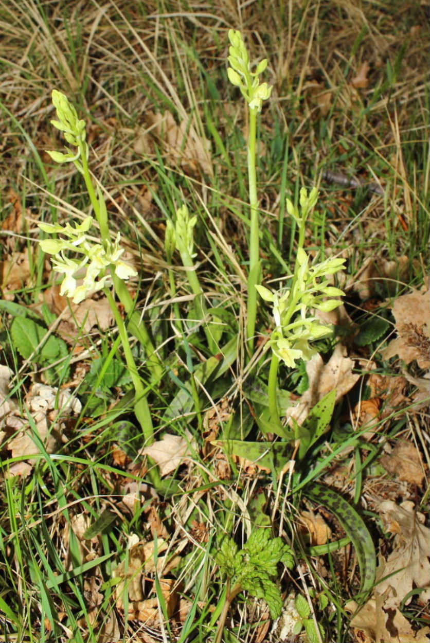 Orchis provincialis