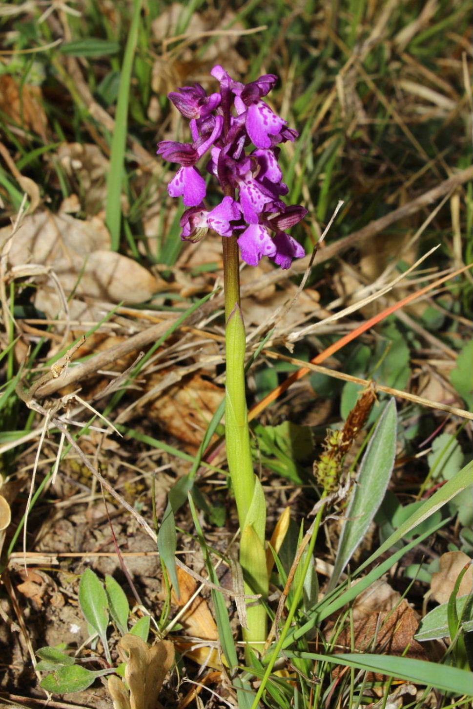 Anacamptis morio