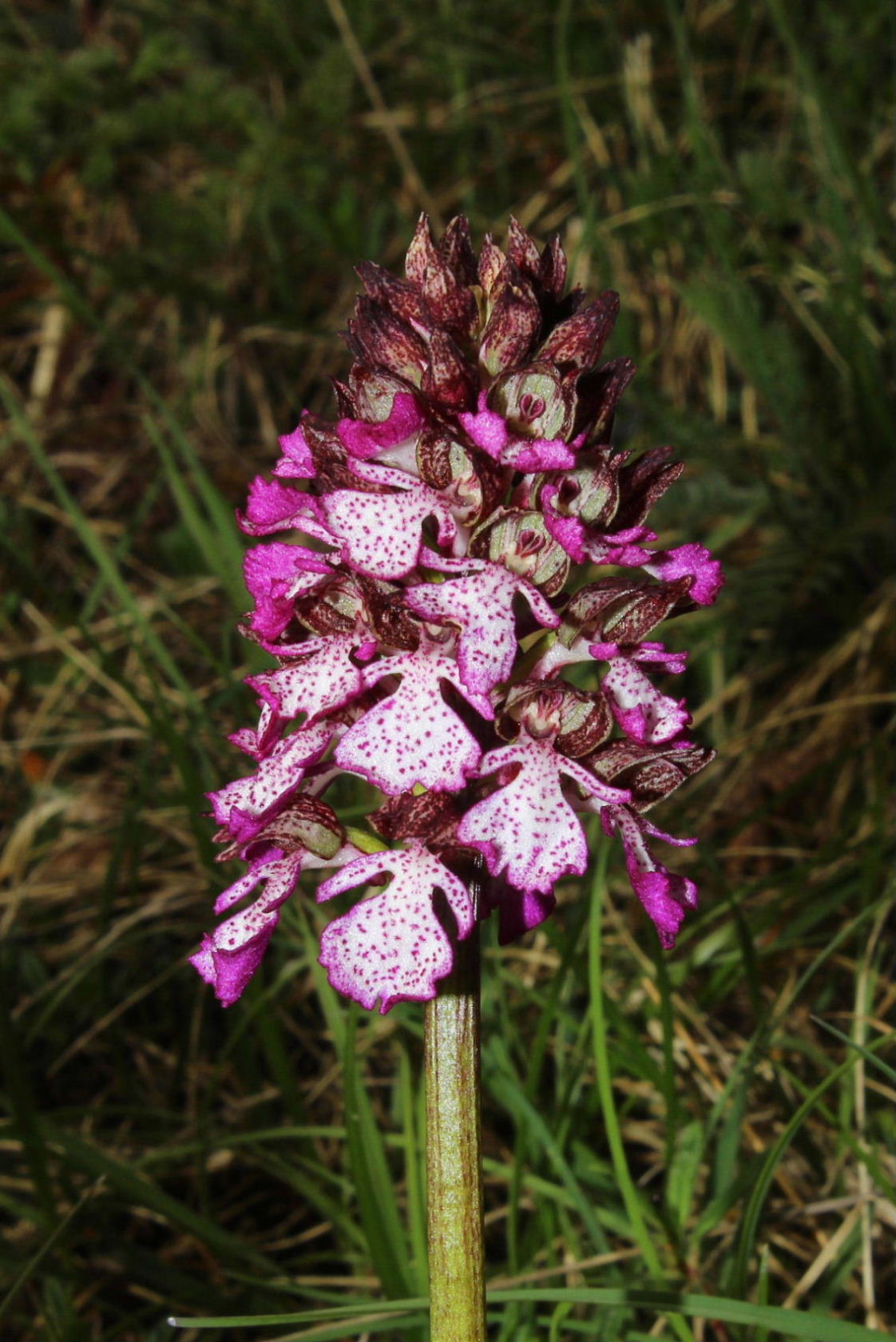 Orchis purpurea