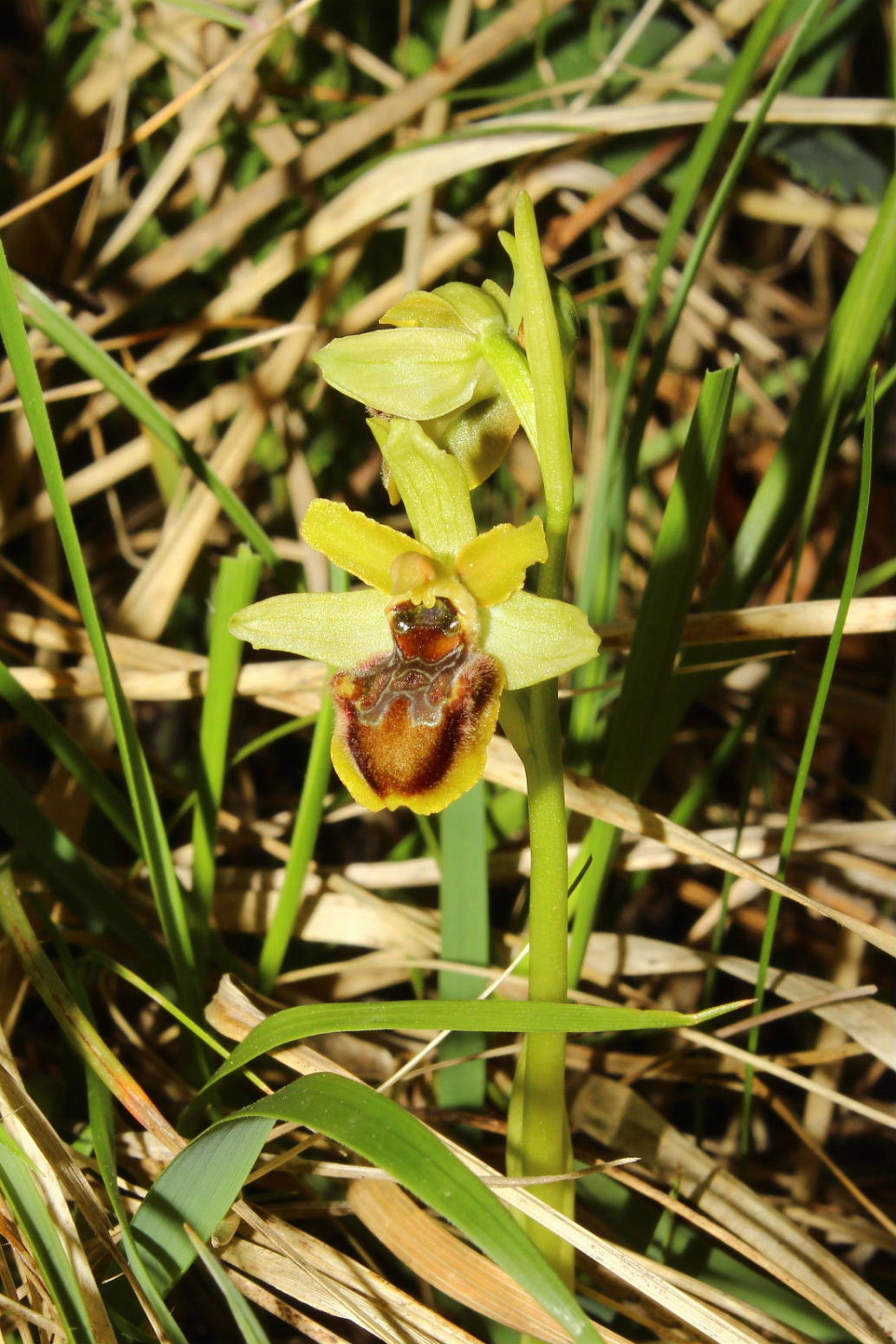 Ophrys sphegodes da det.