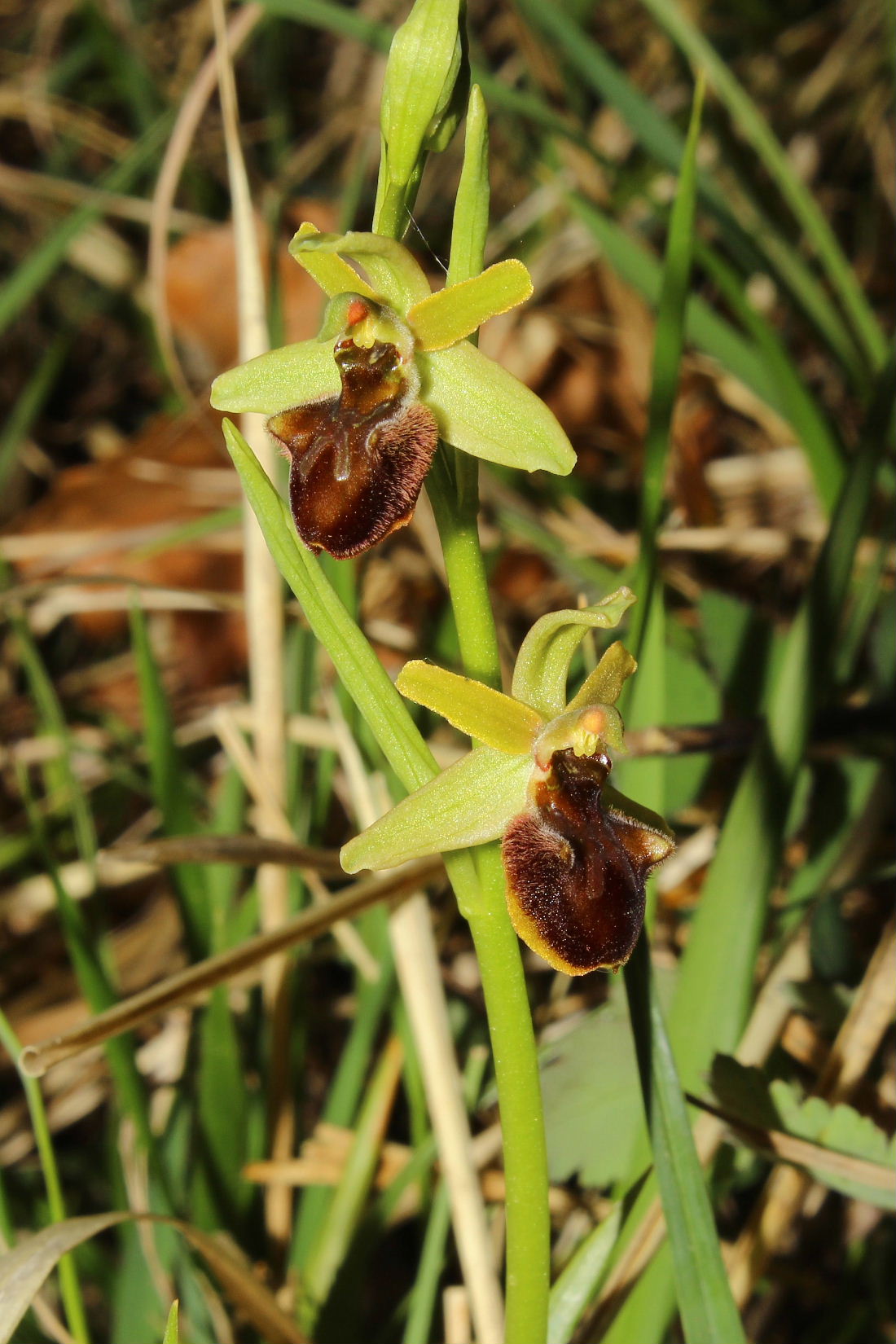 Ophrys sphegodes da det.