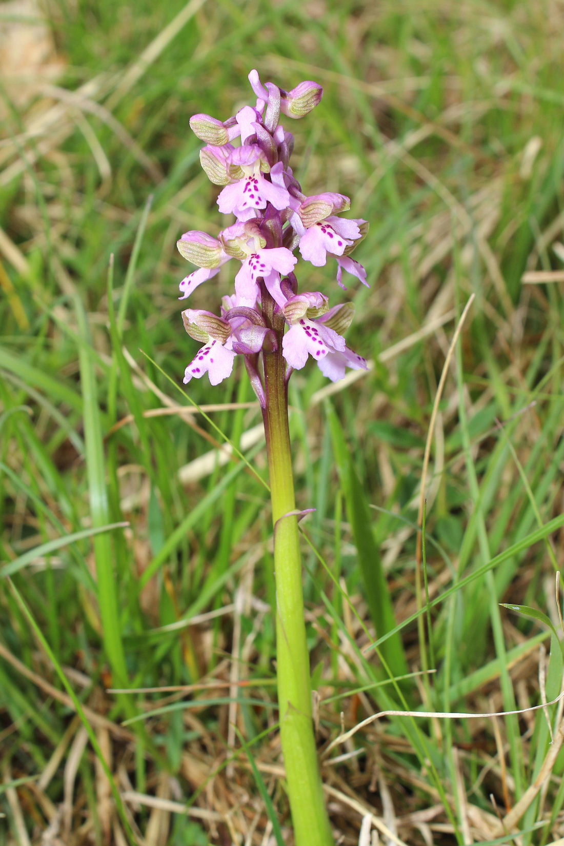 Anacamptis morio