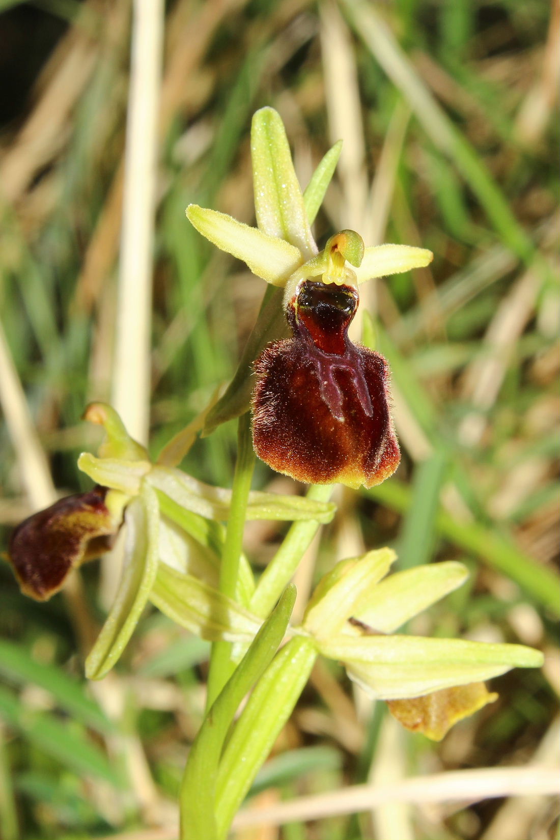 Ophrys exaltata subsp. montisleonis