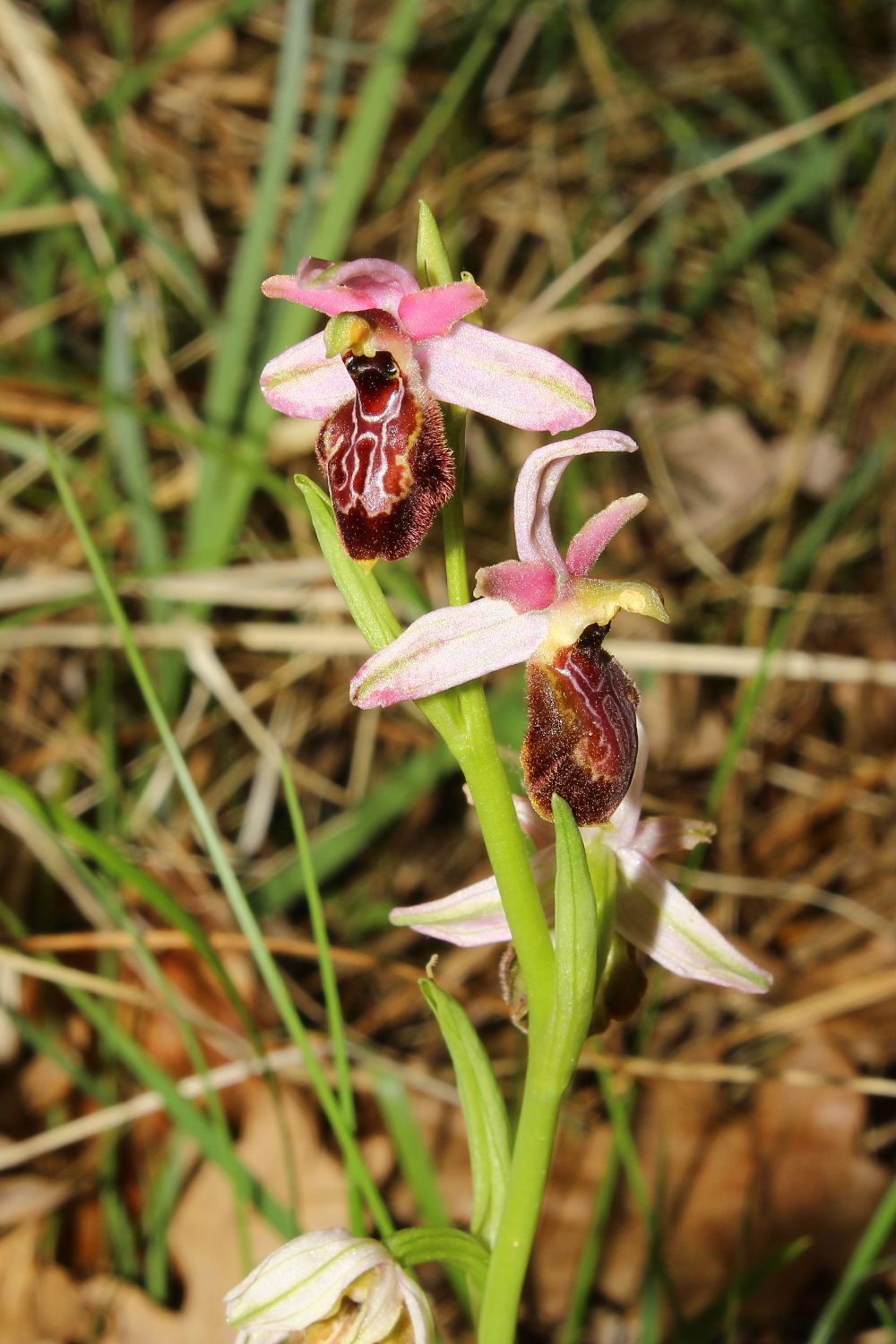 Ophrys exaltata subsp. montisleonis