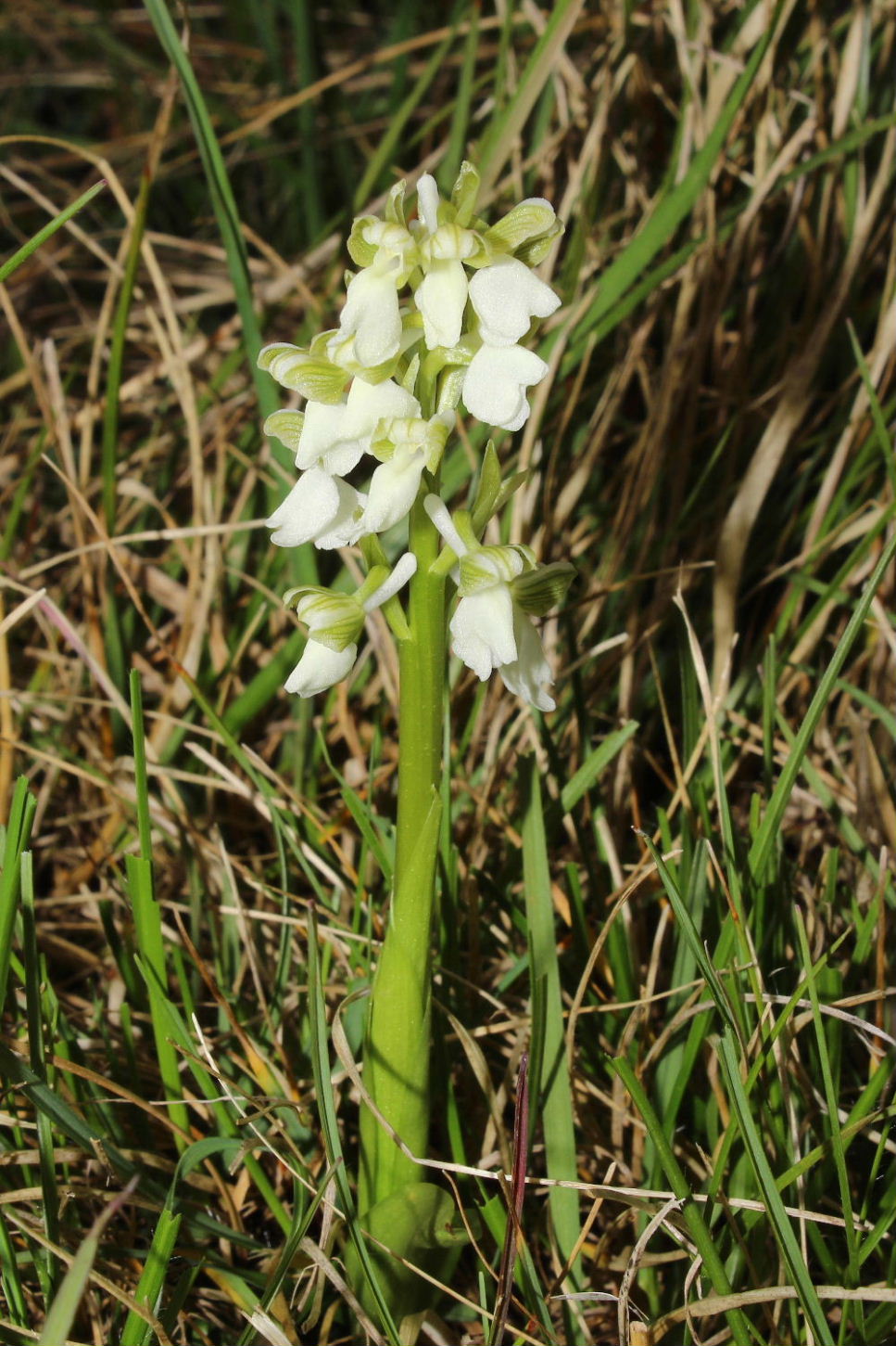 Anacamptis morio