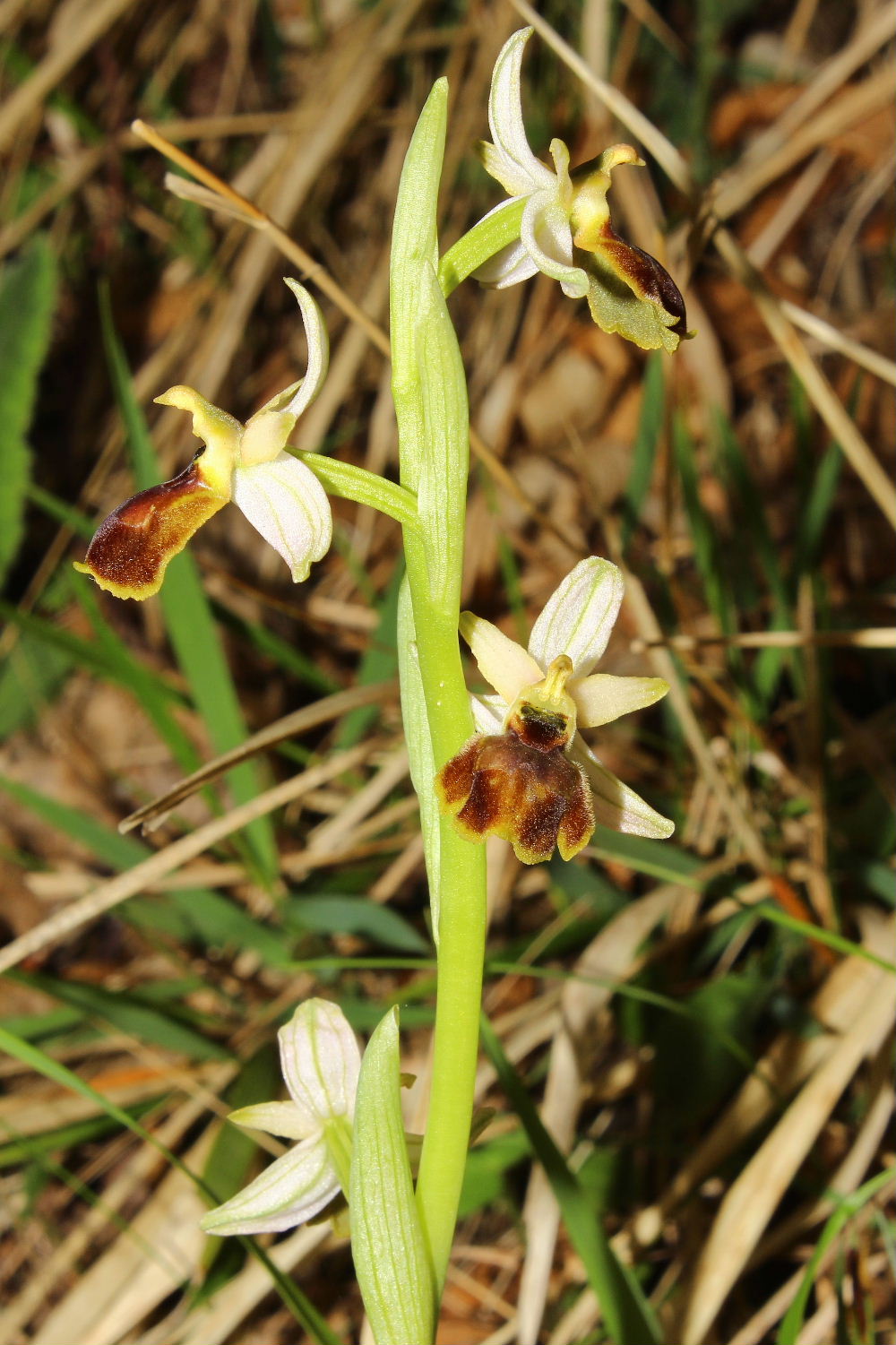 Ophrys exaltata subsp. montisleonis