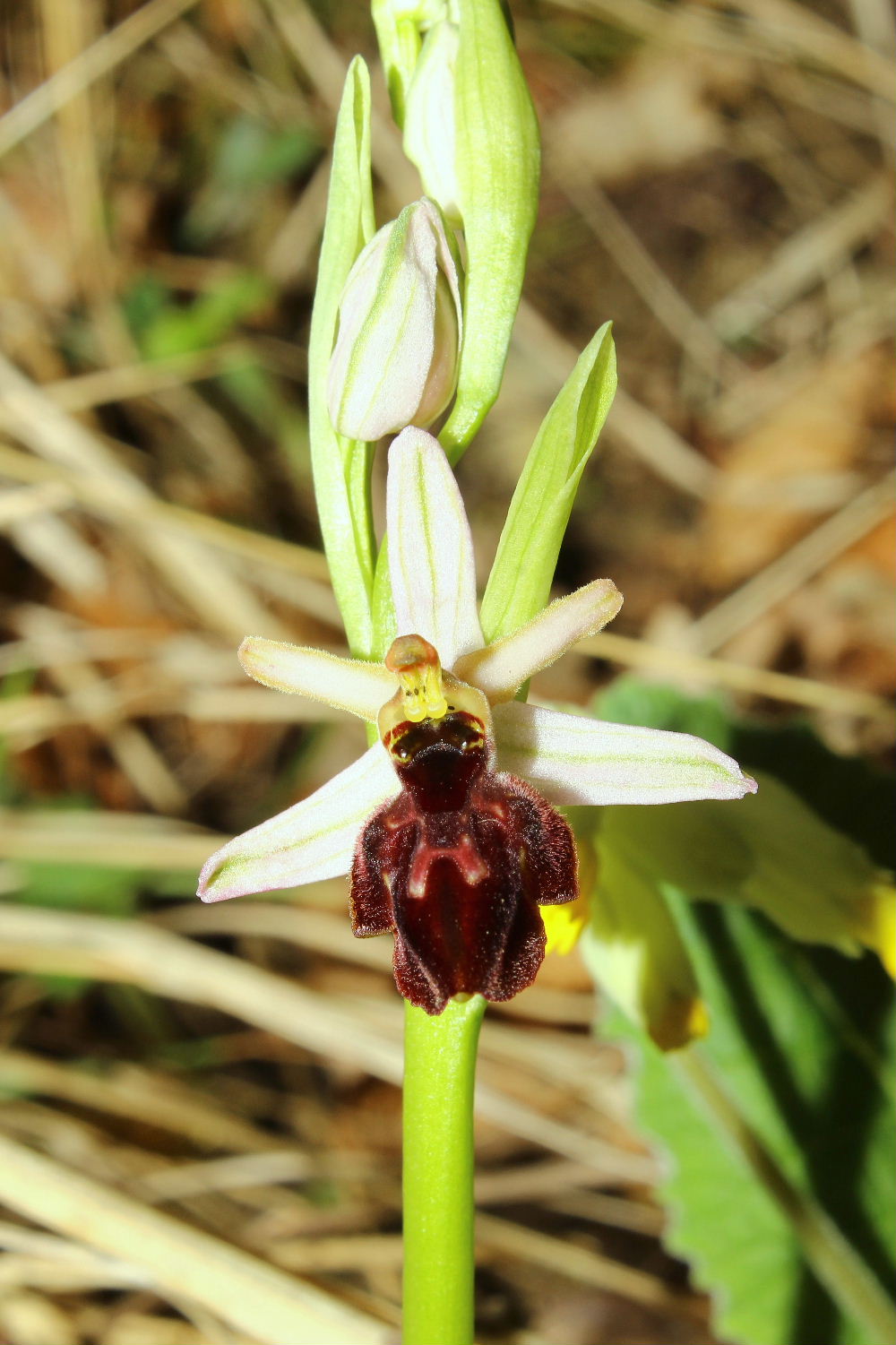 Ophrys exaltata subsp. montisleonis