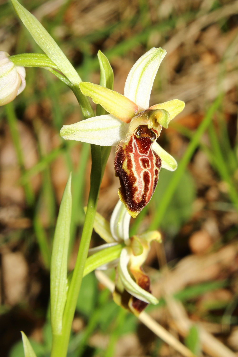 Ophrys exaltata subsp. montisleonis