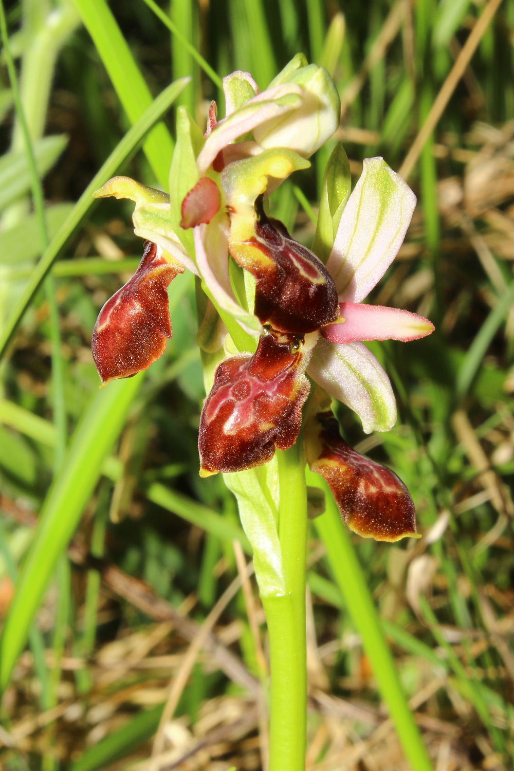 Ophrys exaltata subsp. montisleonis