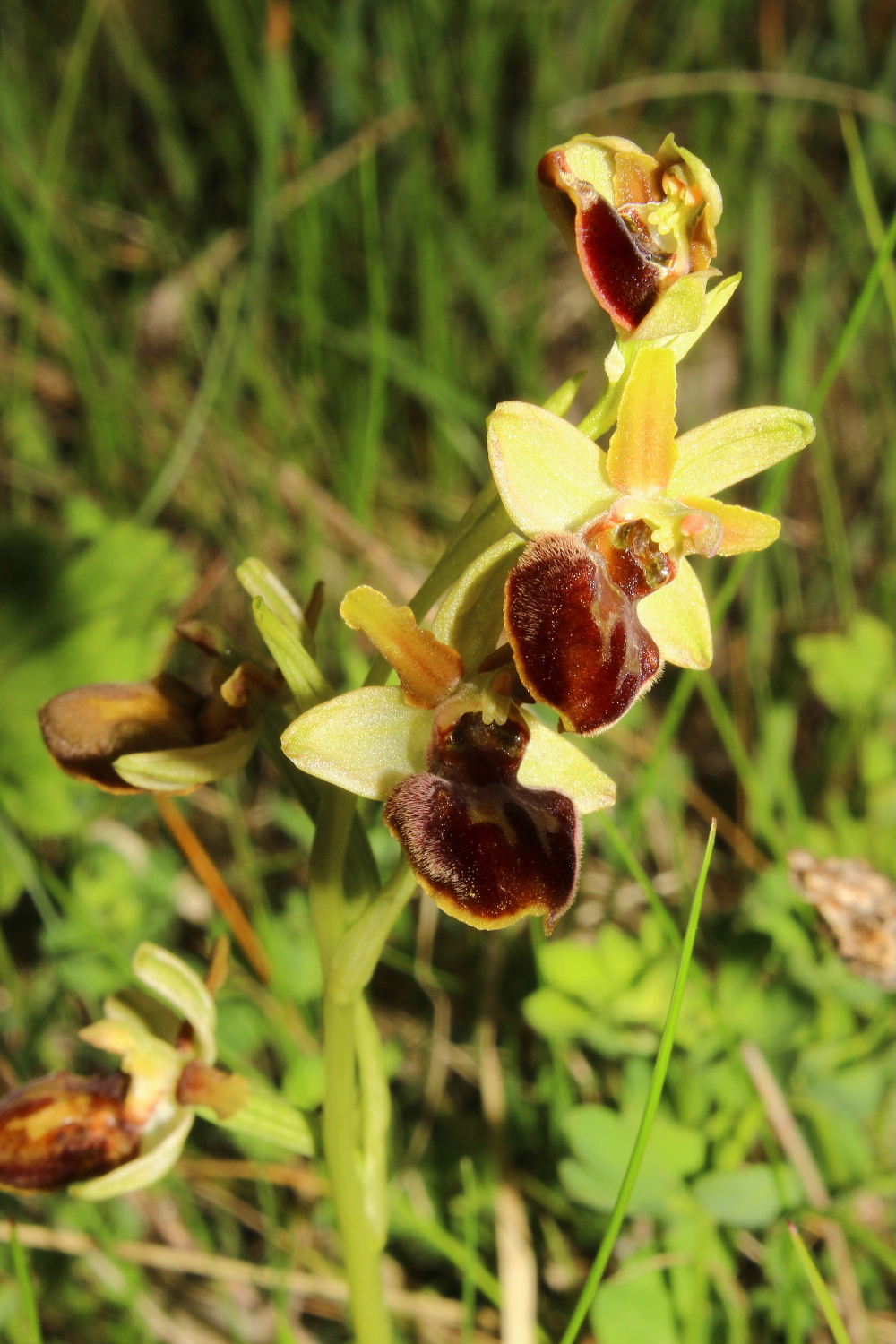 Ophrys aranifera s.l. ??