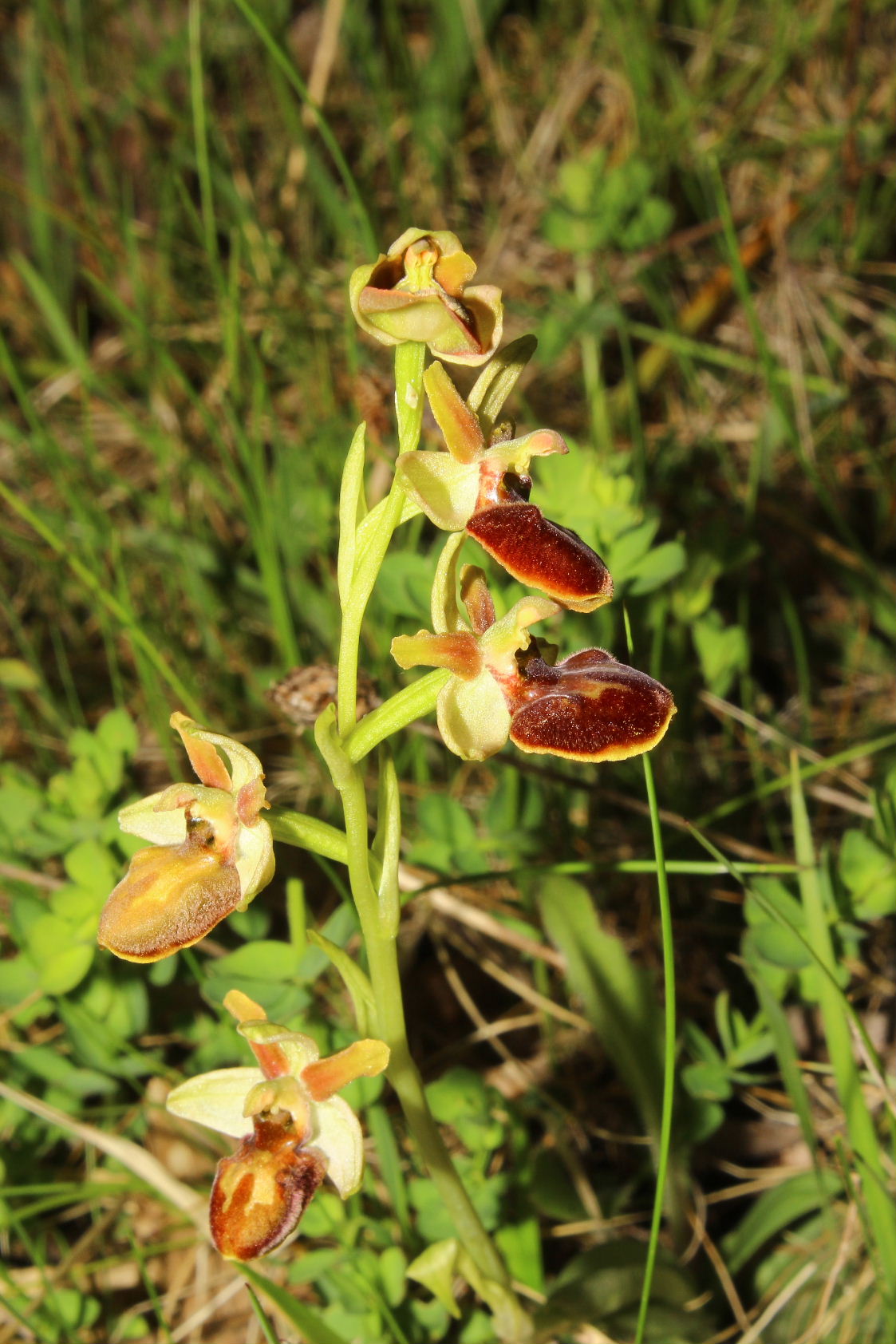 Ophrys aranifera s.l. ??