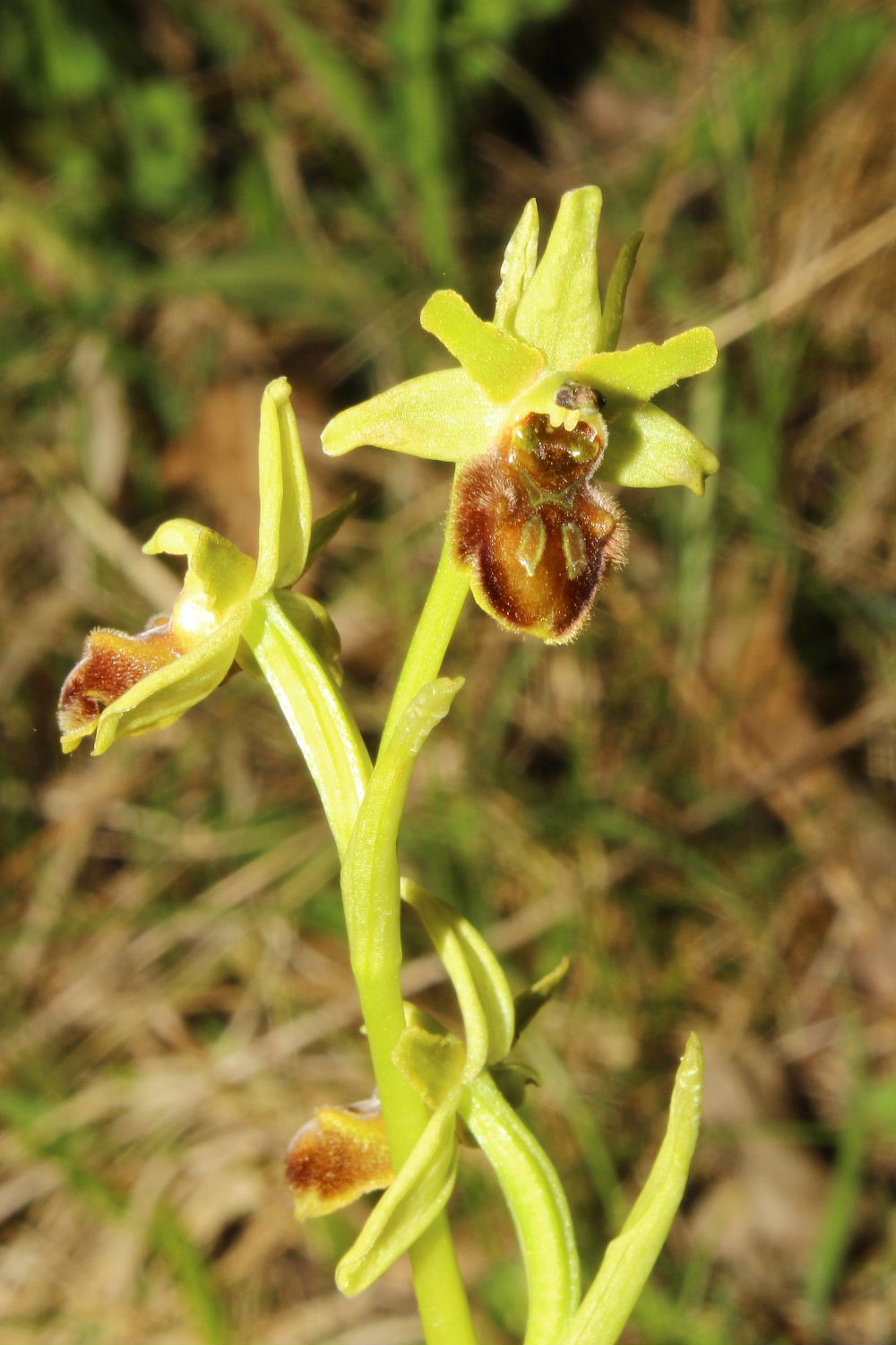 Ophrys sphegodes da det.2