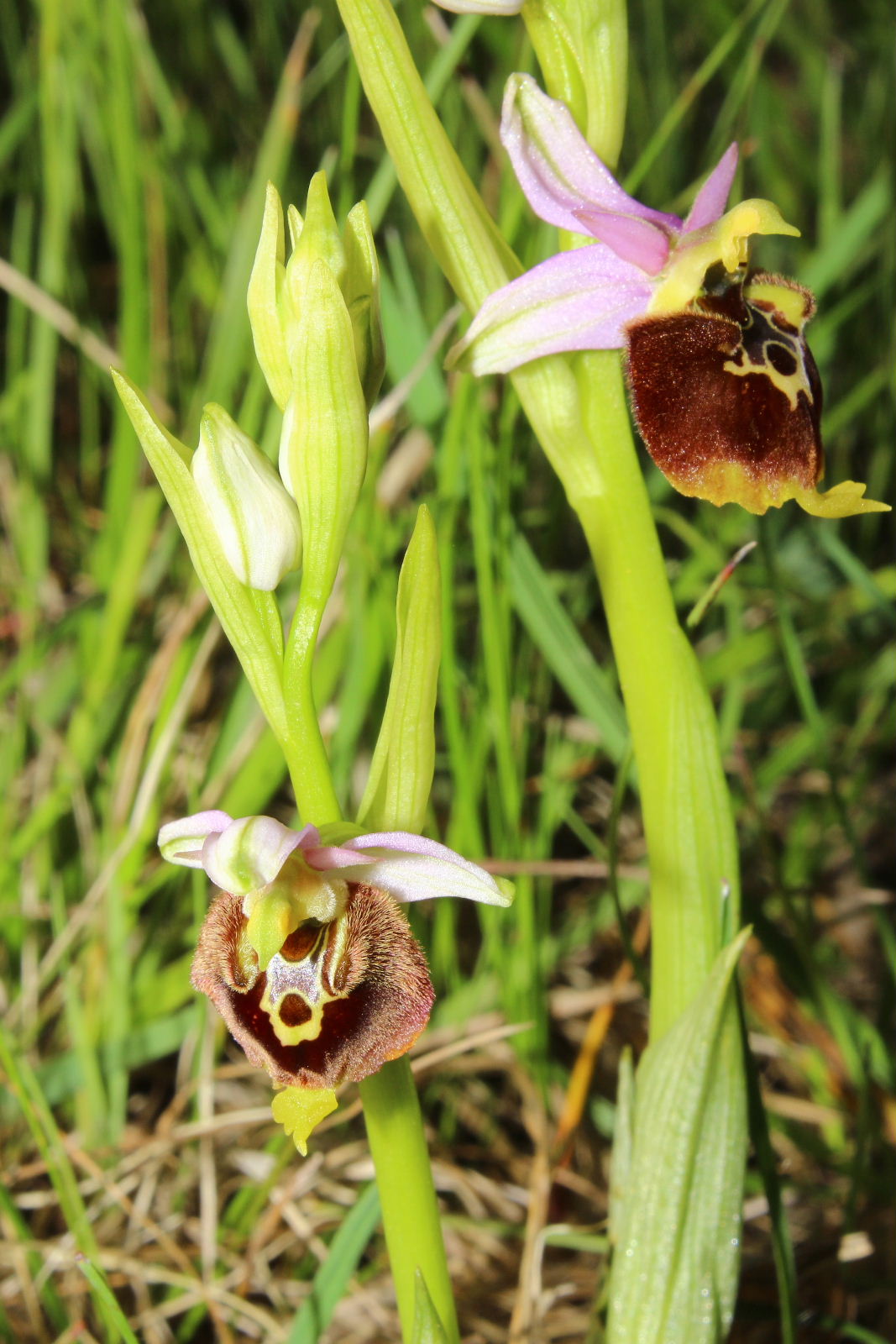 Ophrys holosericea subsp. ??