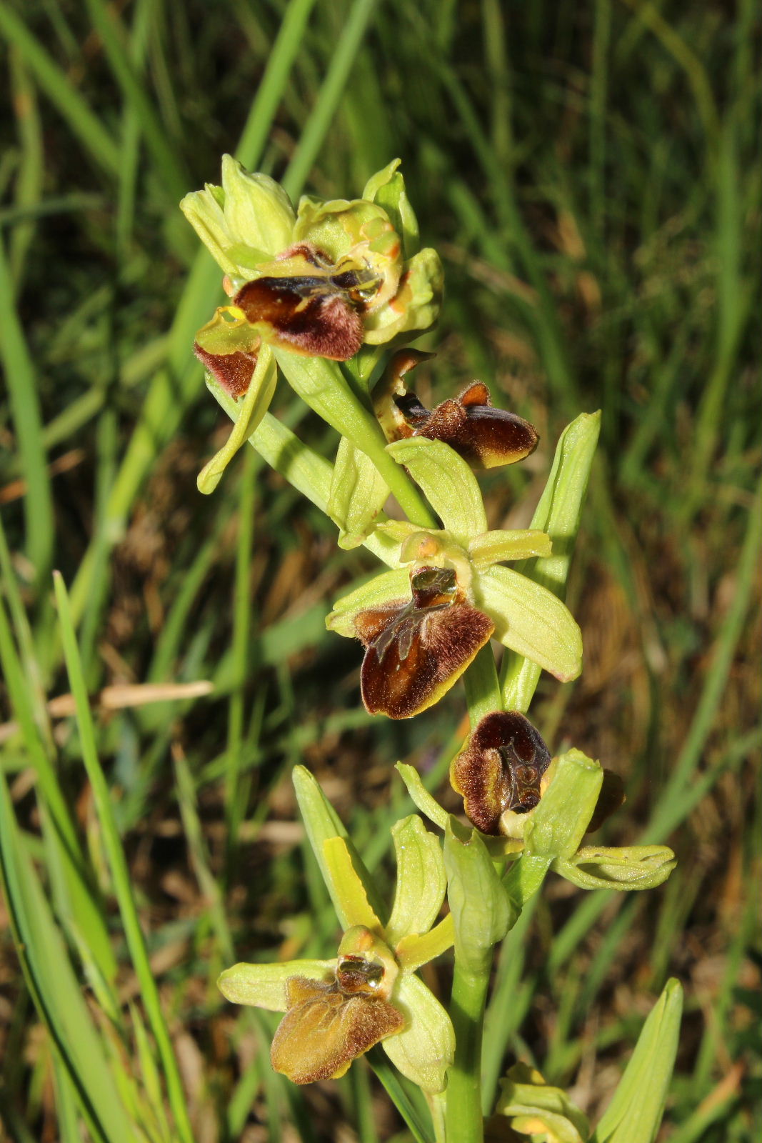 Ophrys sphegodes da det.2