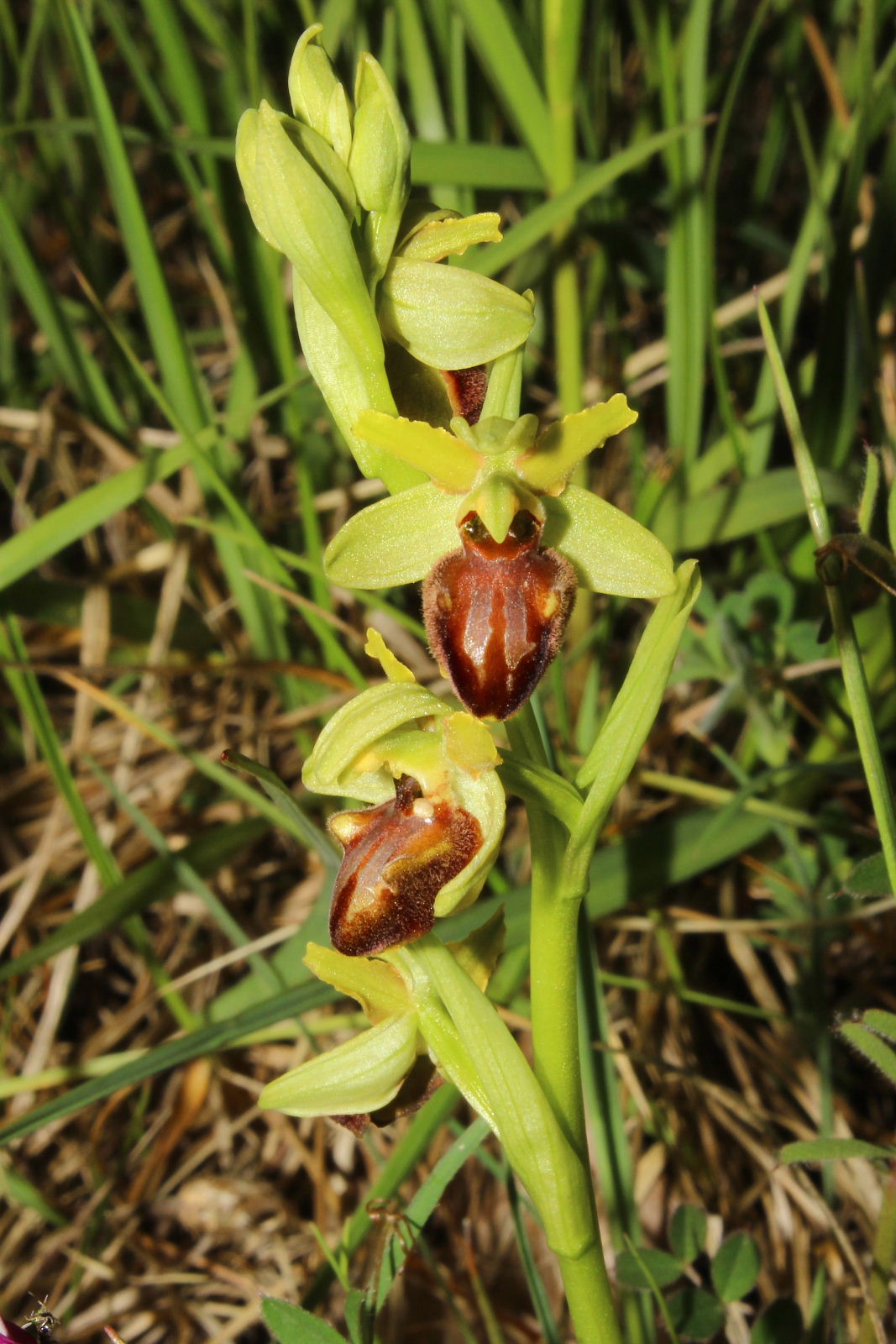 Ophrys sphegodes da det.2