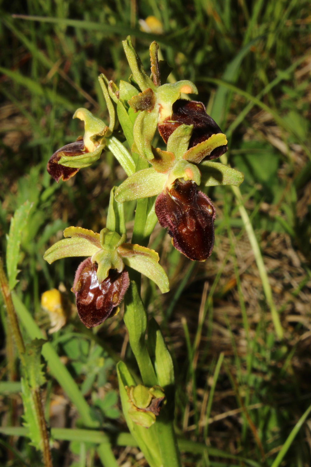 Ophrys sphegodes da det.2