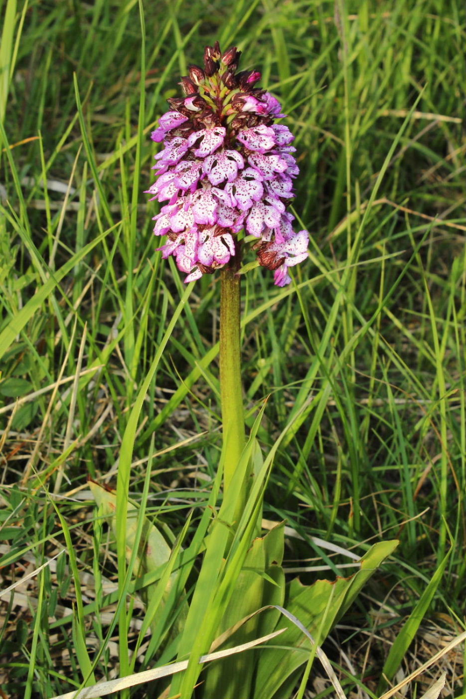 Orchis purpurea