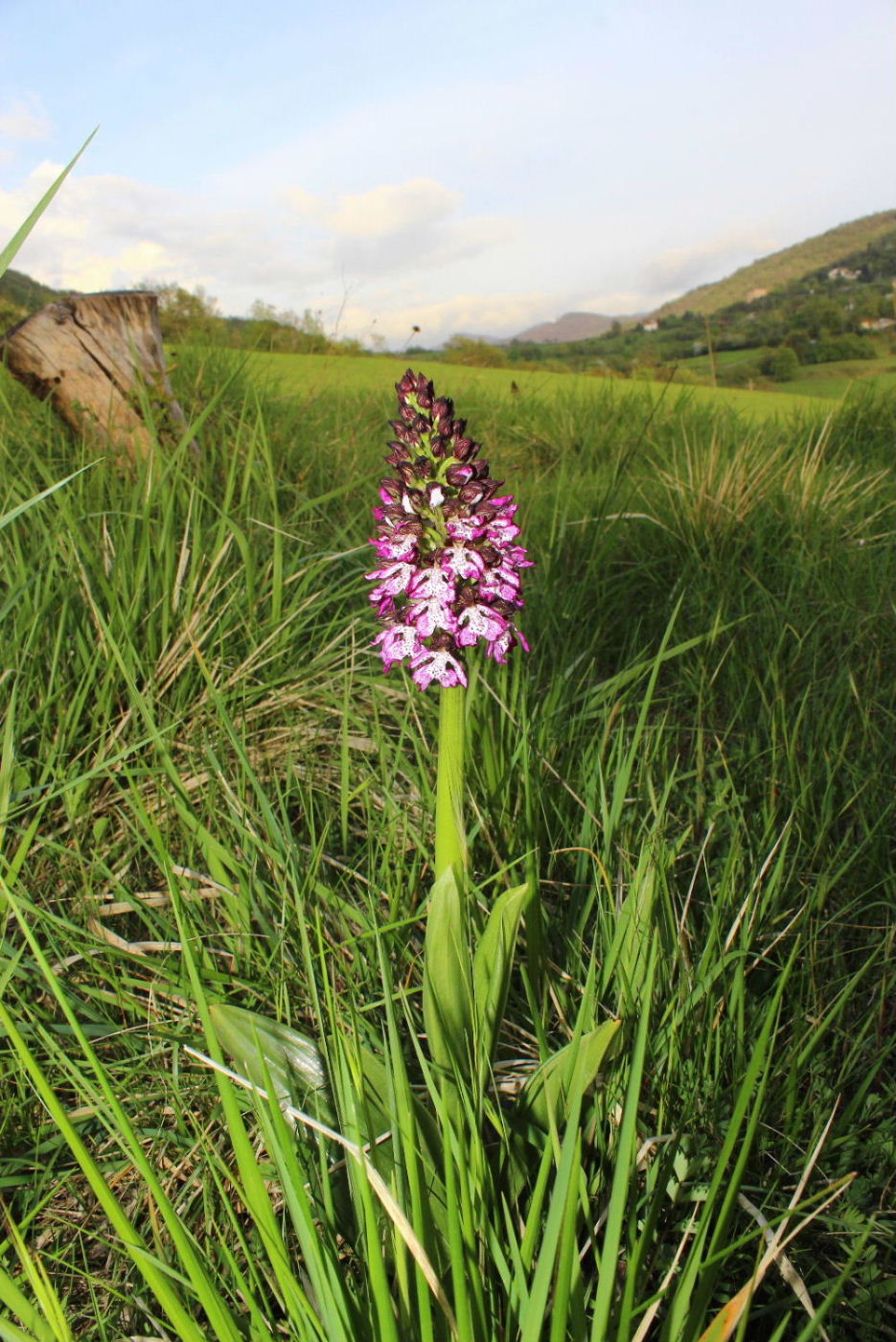 Orchis purpurea