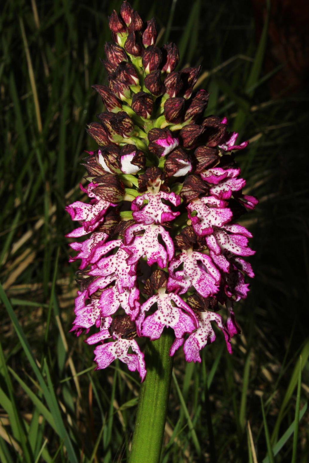 Orchis purpurea