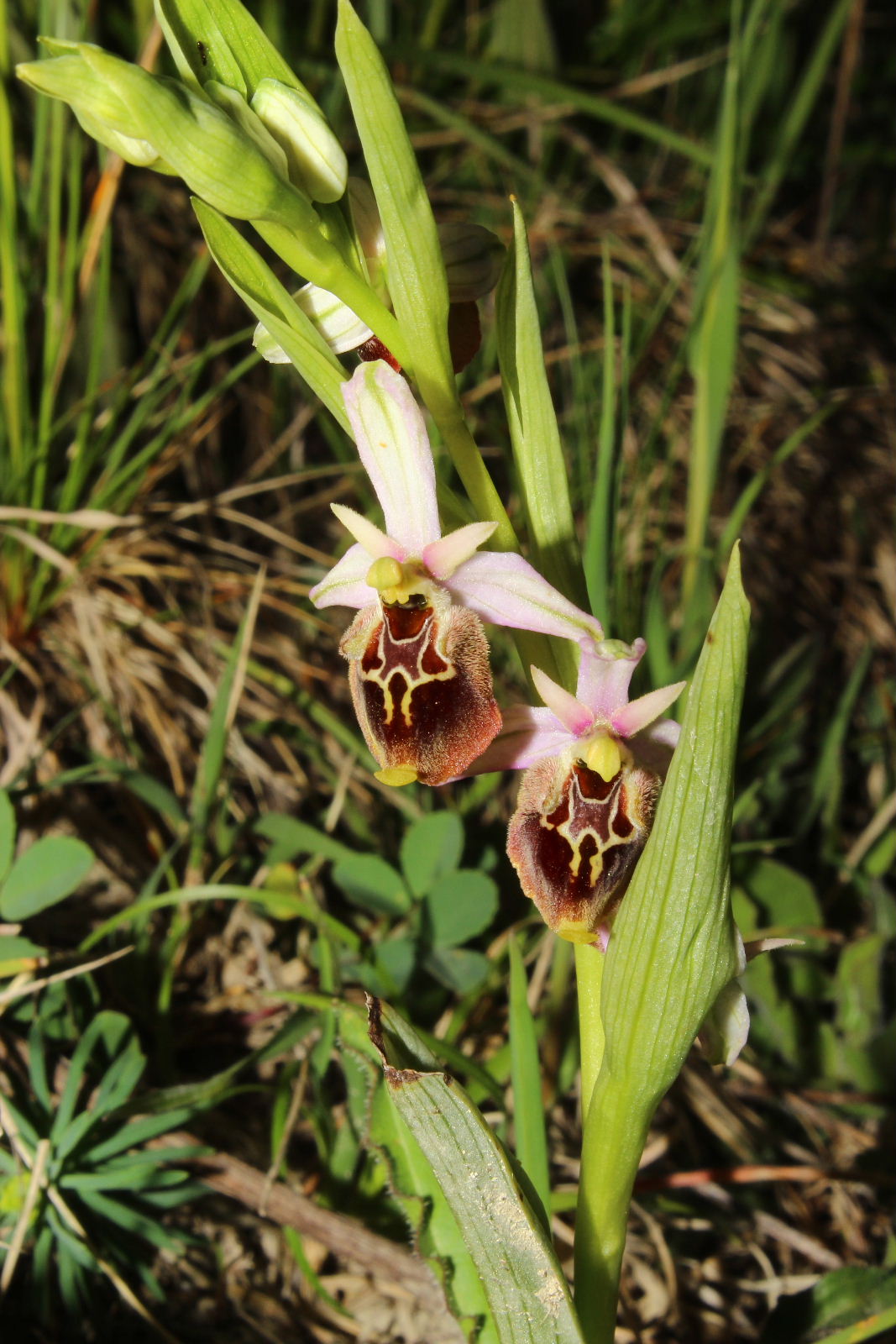 Ophrys holosericea subsp. ??