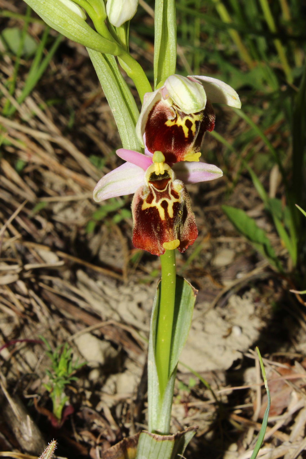 Ophrys holosericea subsp. ??