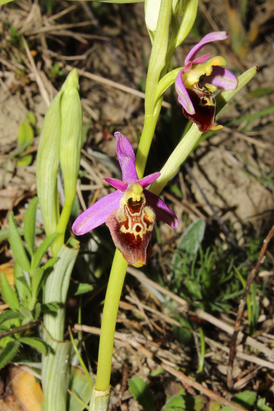 Ophrys holosericea subsp. ??