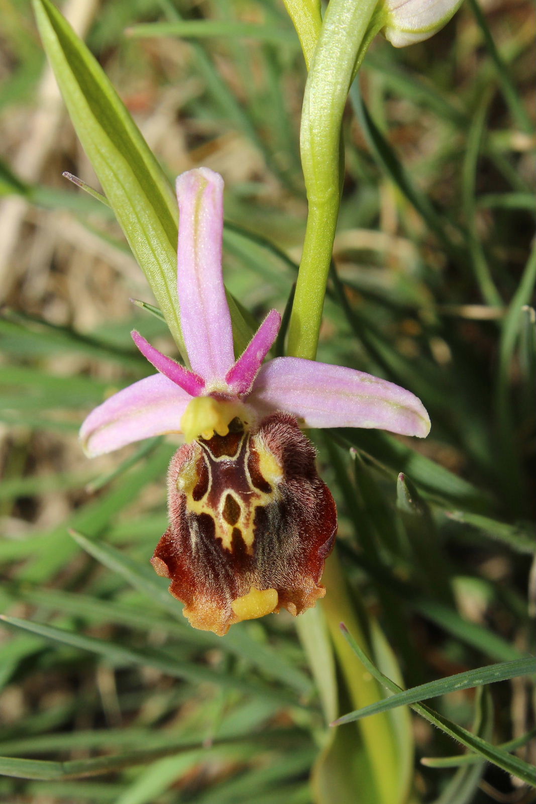 Ophrys holosericea subsp. ??