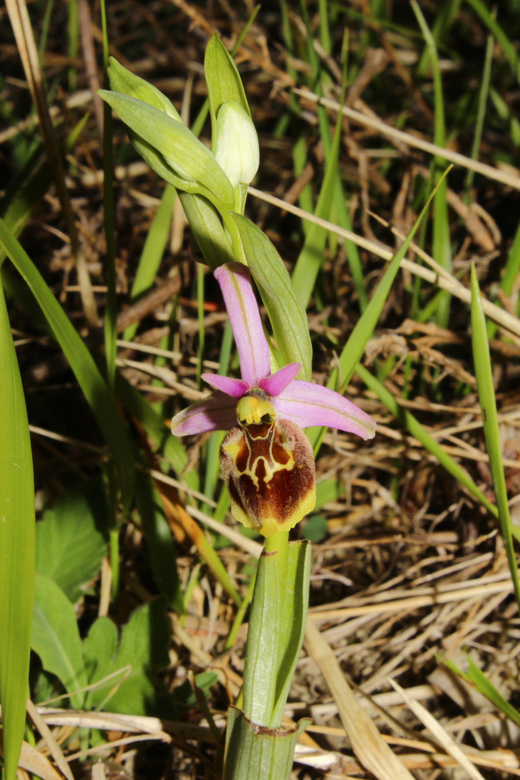 Ophrys holosericea subsp. ??