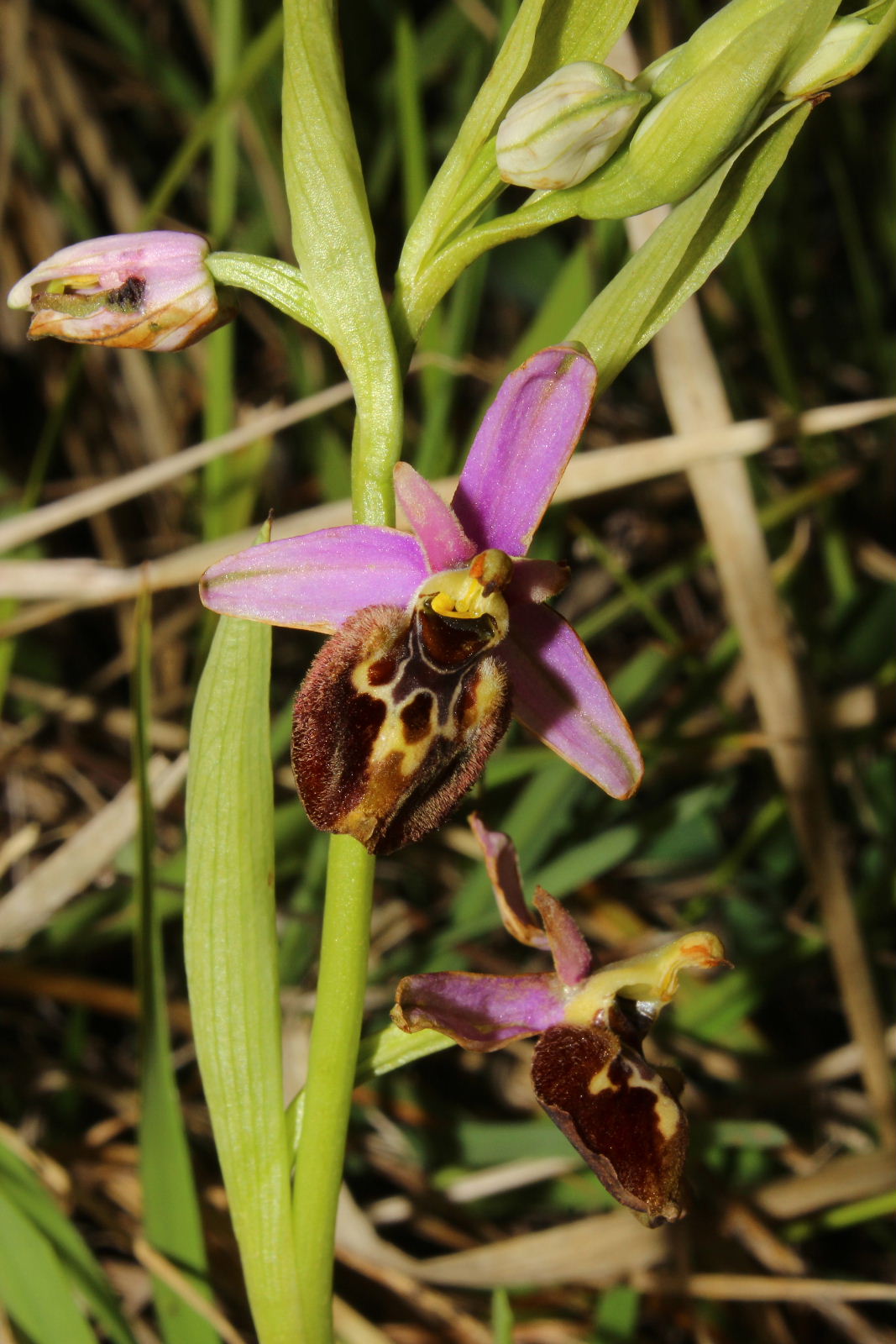 Ophrys holosericea subsp. ??