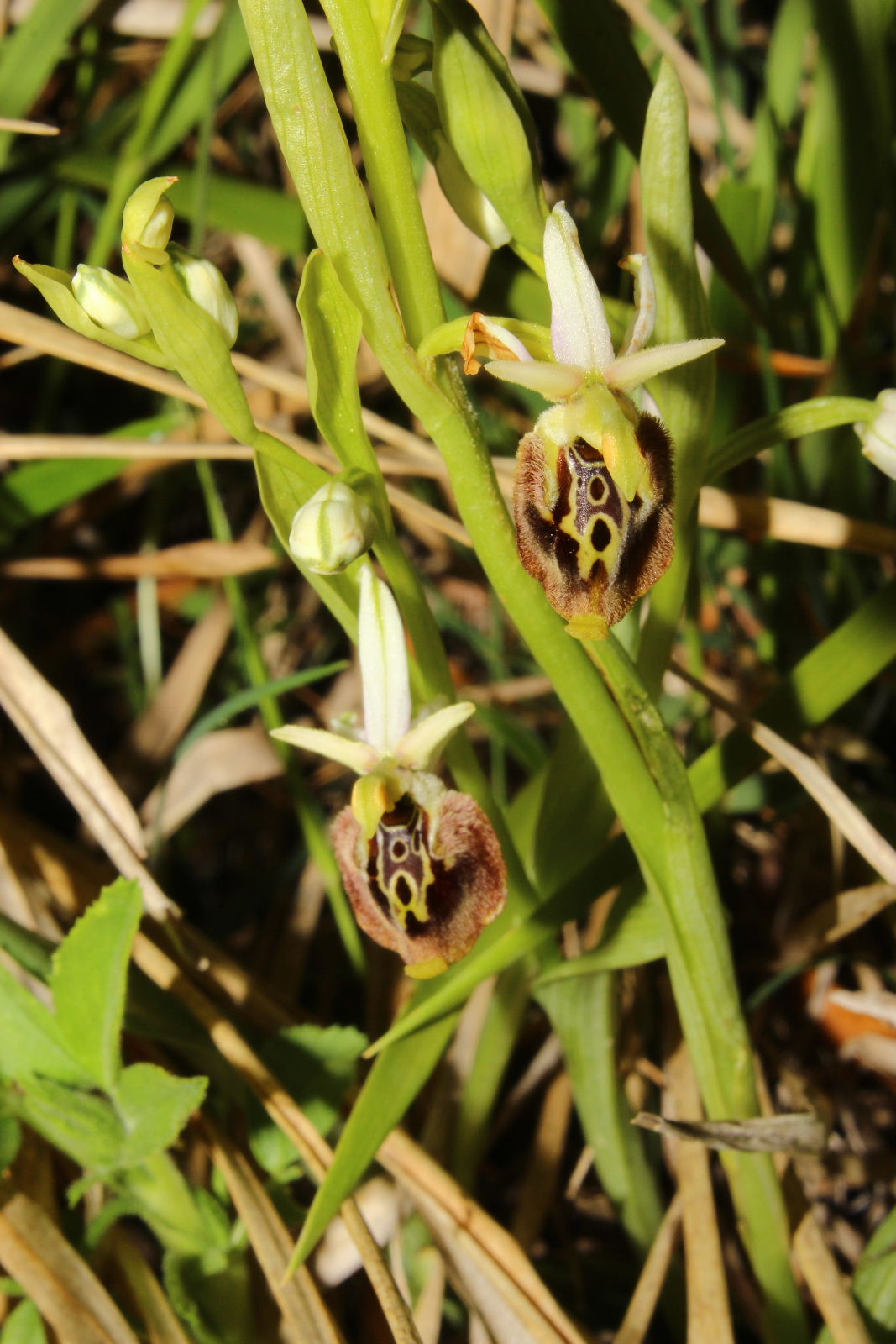 Ophrys holosericea subsp. ??