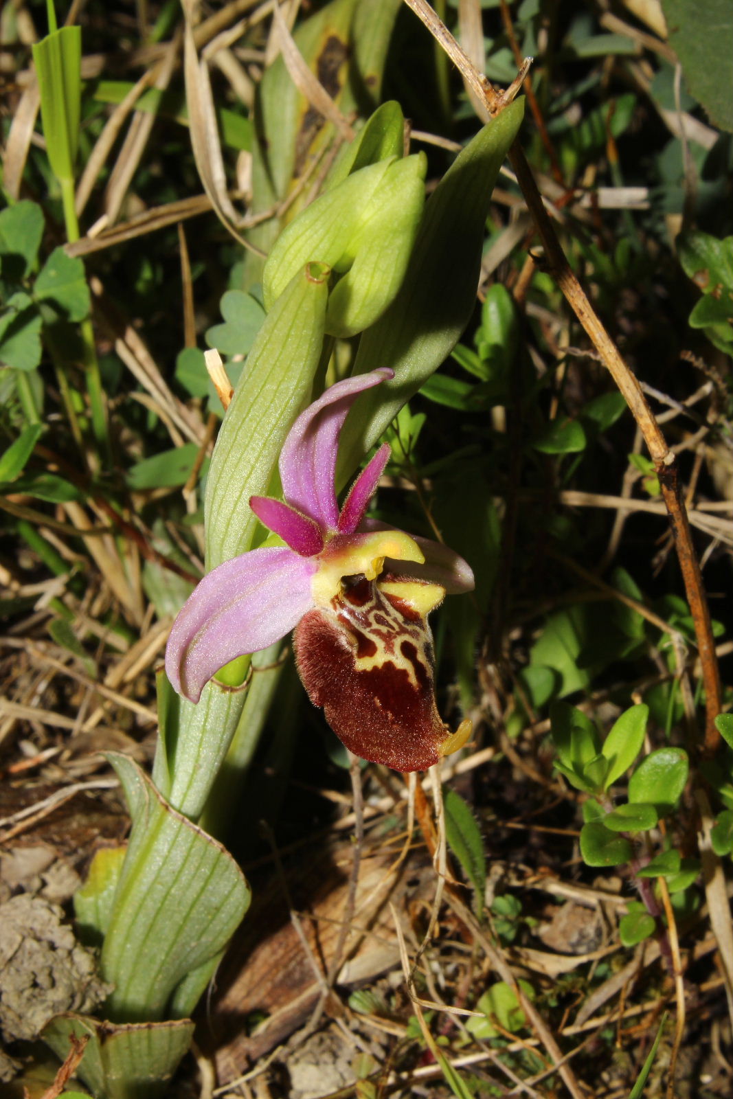 Ophrys holosericea subsp. ??