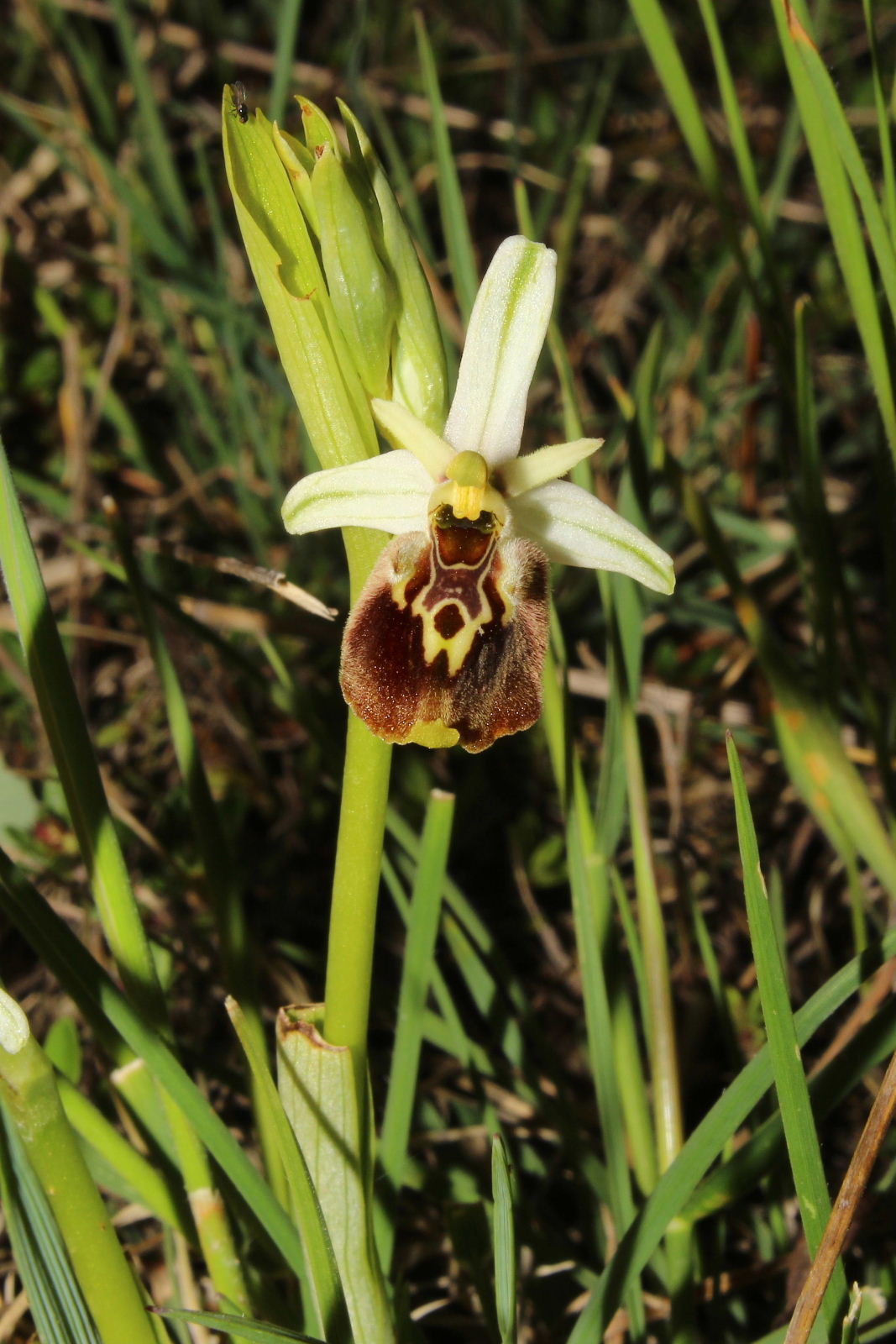 Ophrys holosericea subsp. ??