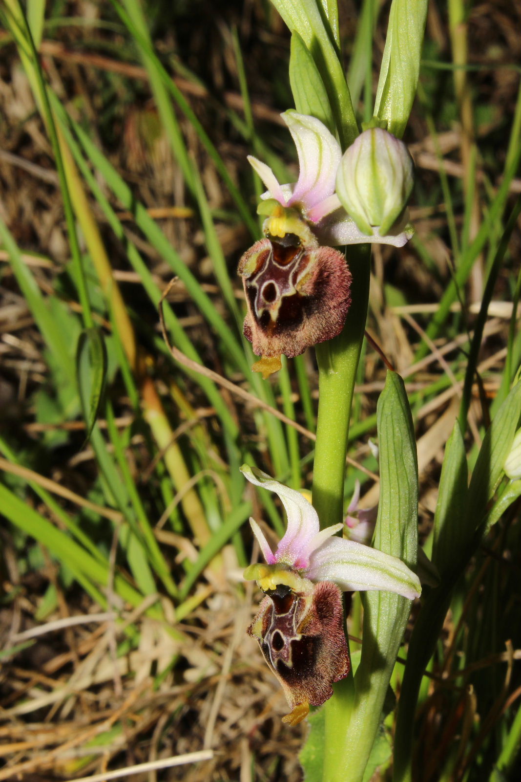 Ophrys holosericea subsp. ??