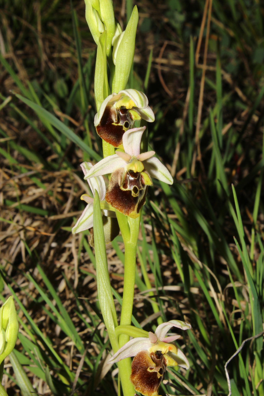 Ophrys holosericea subsp. ??