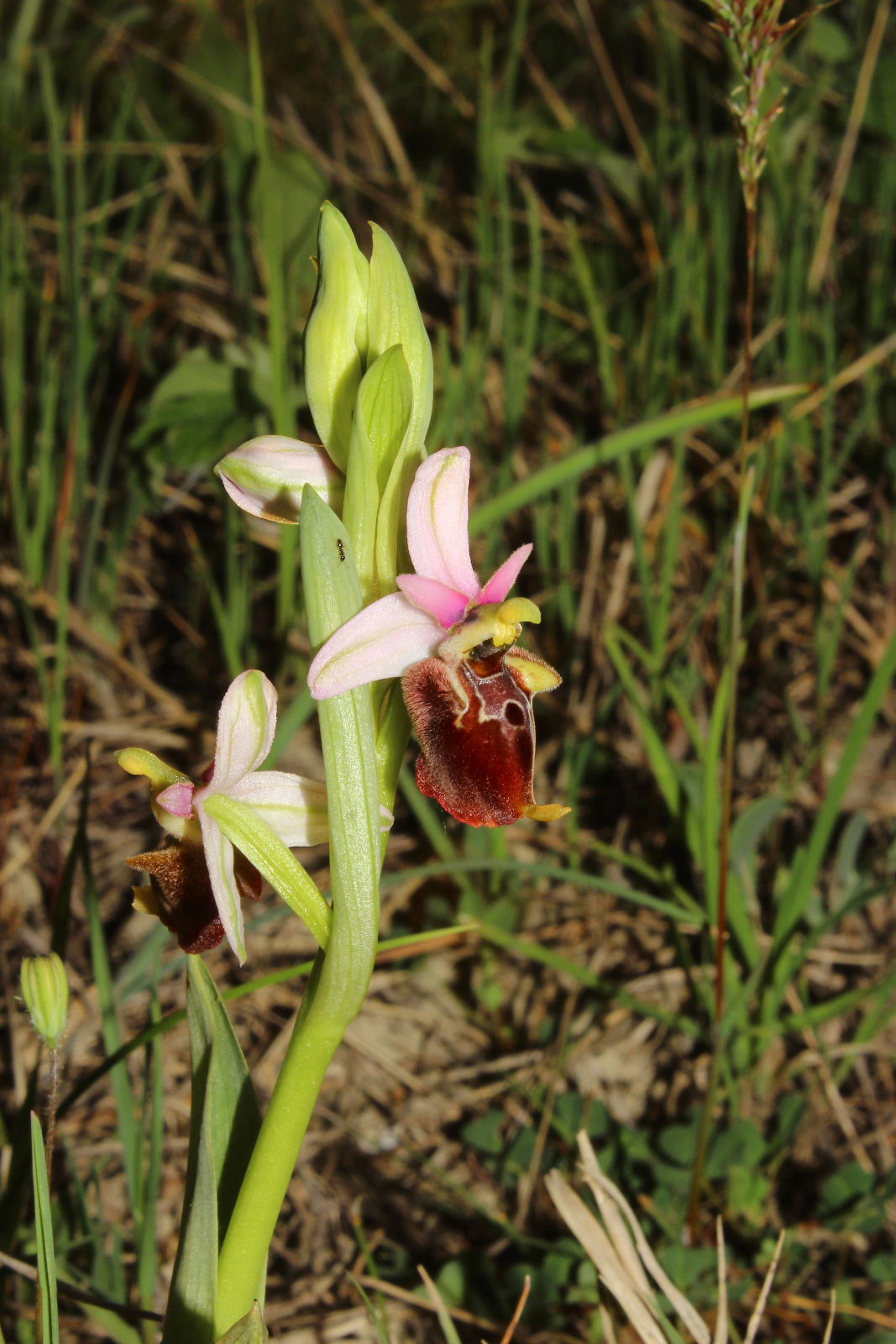 Ophrys holosericea subsp. ??